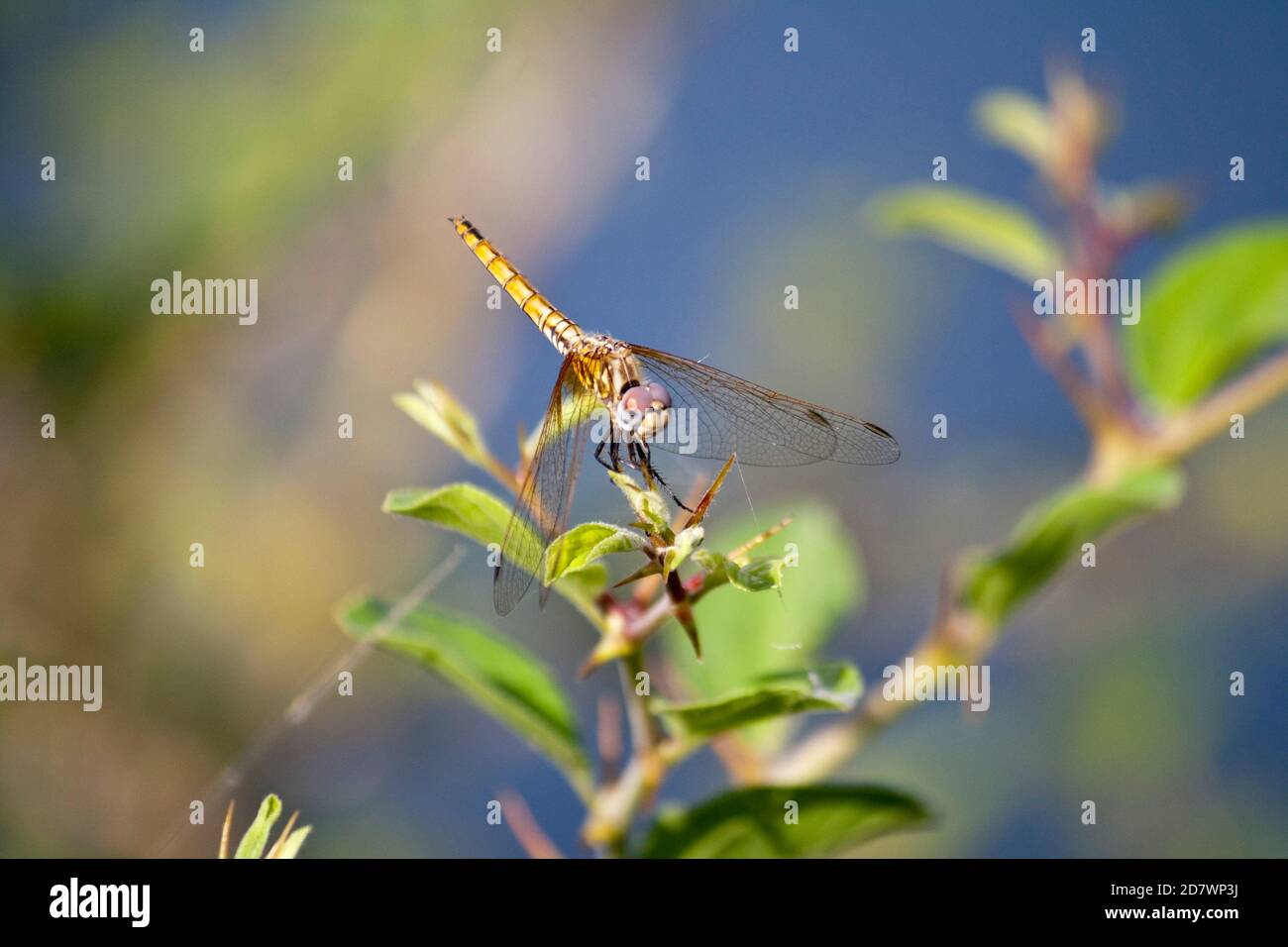 Iran Insects Insects in iran hi-res stock photography and images - Alamy