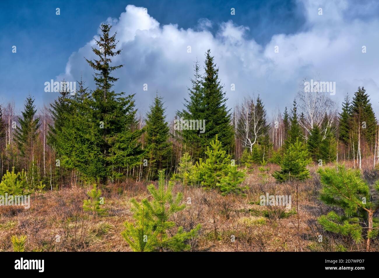 Early spring in the forest. Forest meadow field landscape. Early spring ...