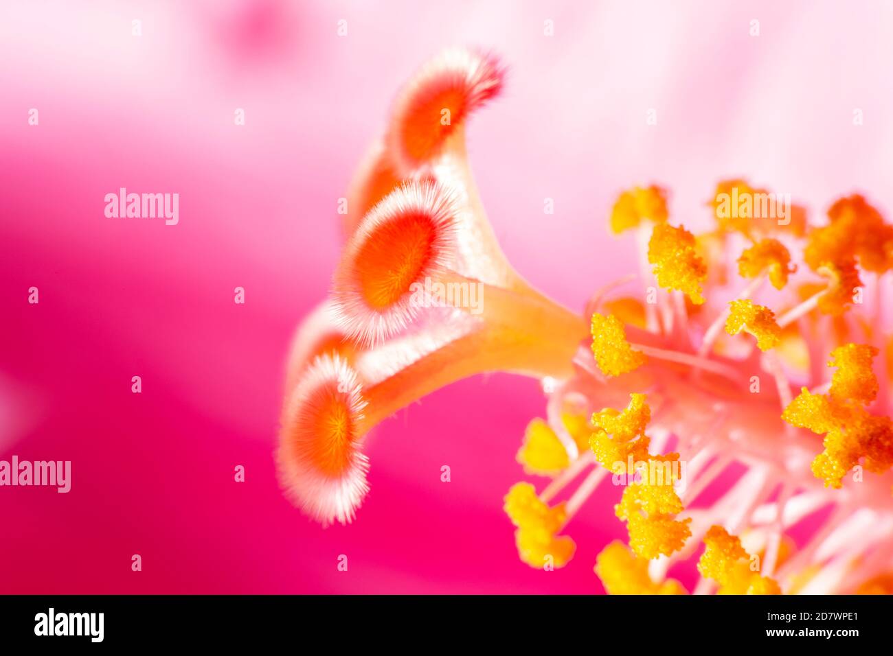 Hibiscus Juno Macro Detail of Bright Colours Stock Photo