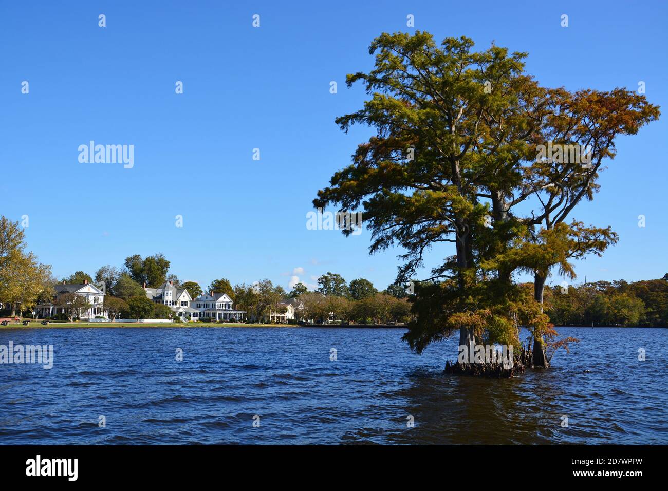 Bald cypress trees in the bay off of Edenton North Carolina Stock Photo