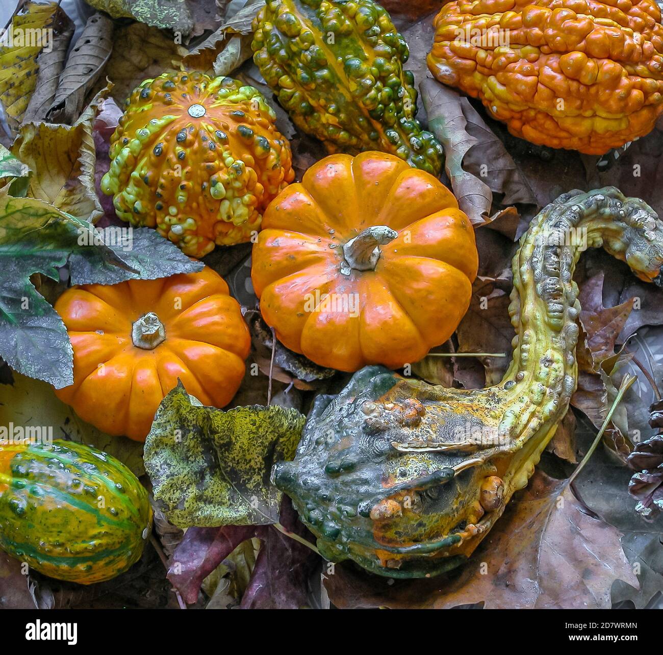 Autumn still life with pumpkins in studio setting Stock Photo - Alamy