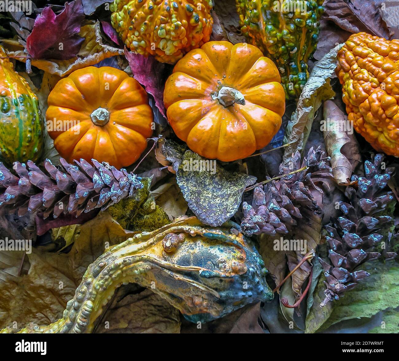 Autumn still life with pumpkins in studio setting Stock Photo - Alamy