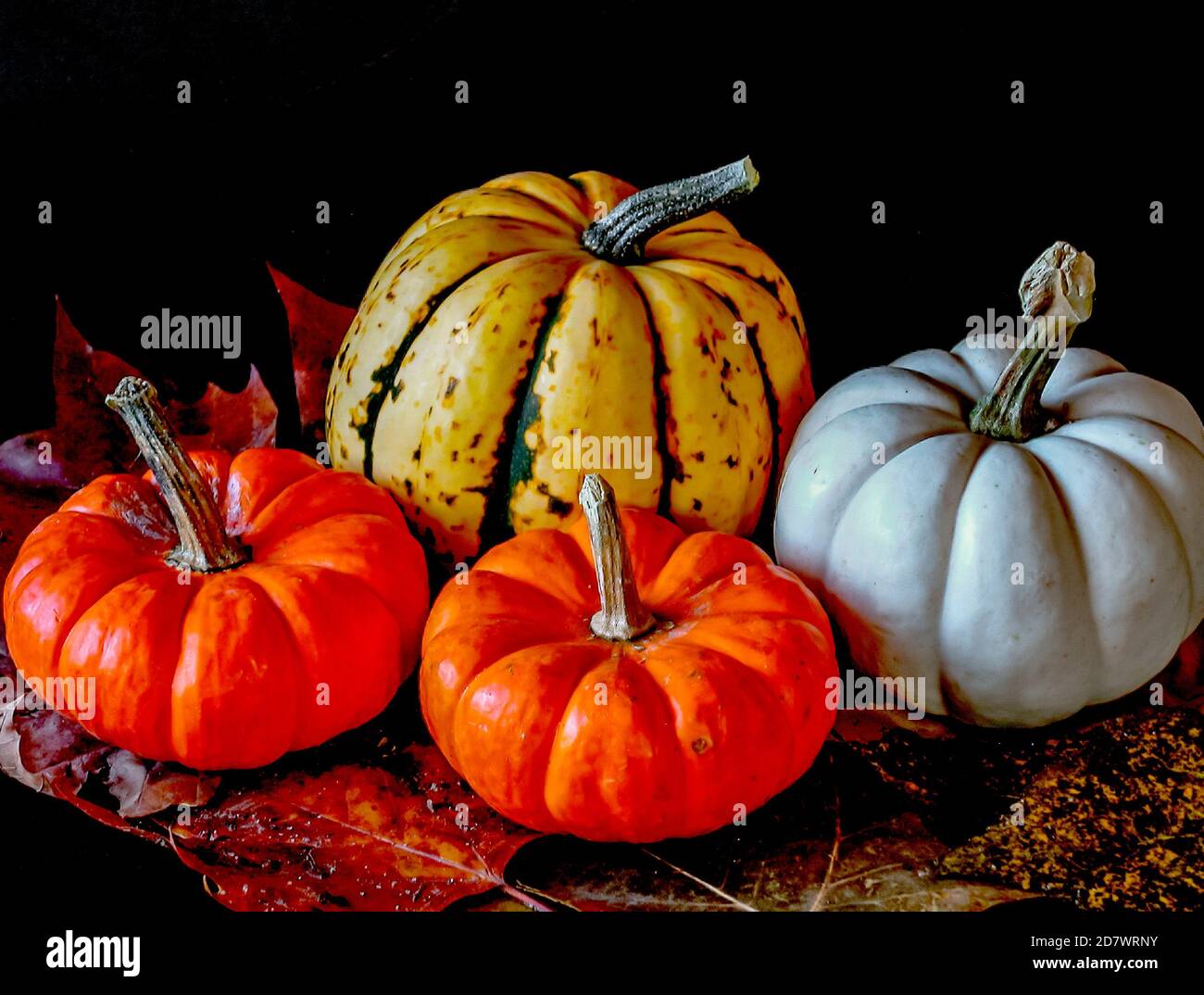 Autumn still life with pumpkins in studio setting Stock Photo - Alamy