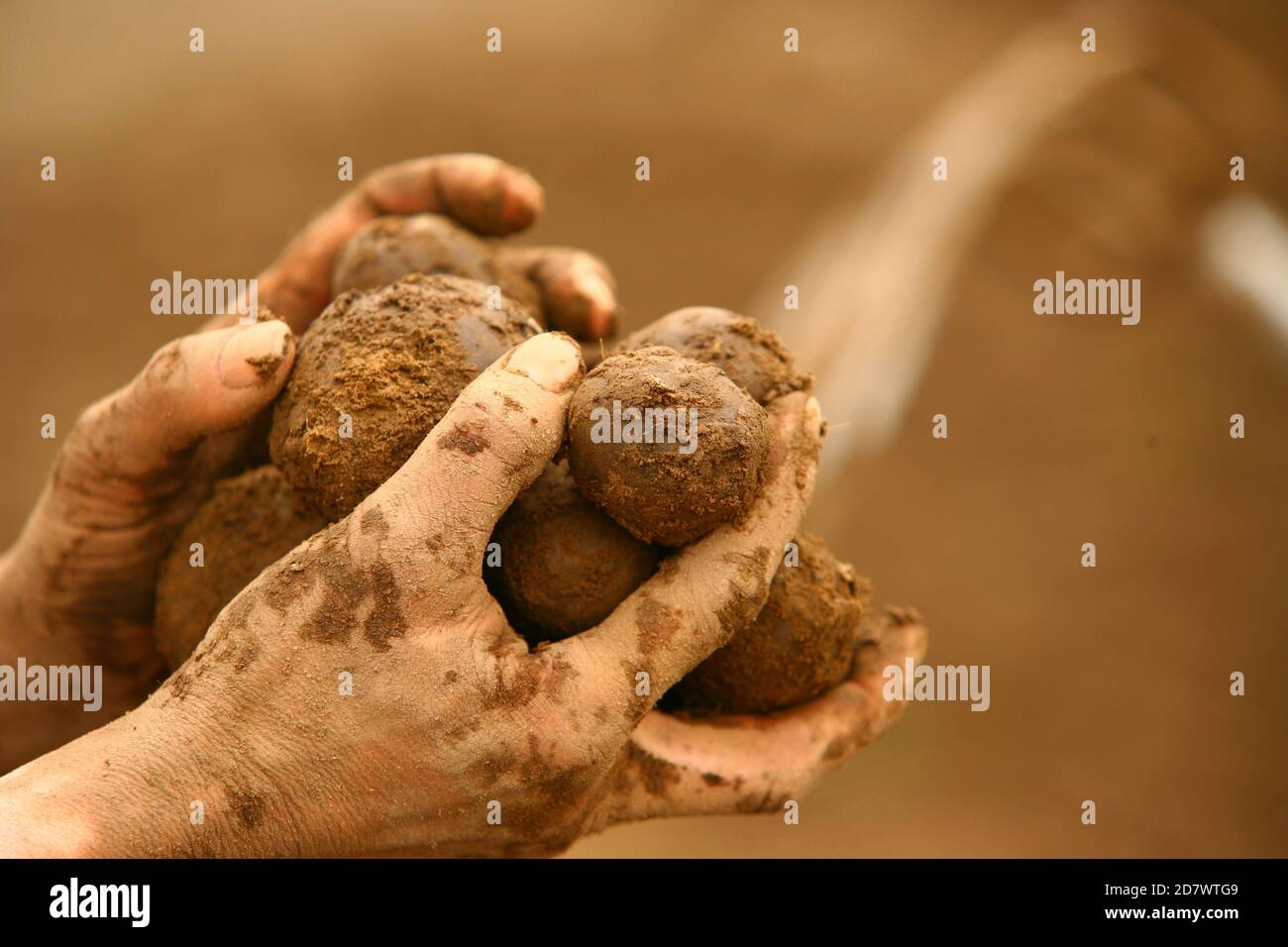 Kartoffelernte mit den Händen. Picking potatoes with your hands. Stock Photo