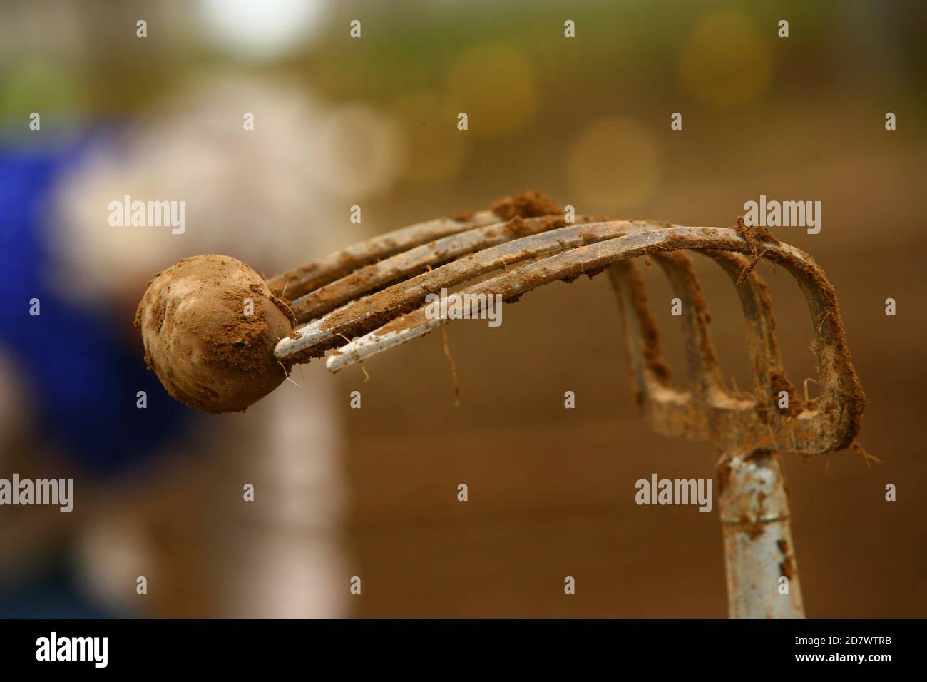 Kartoffel ernte hi-res stock photography and images - Alamy