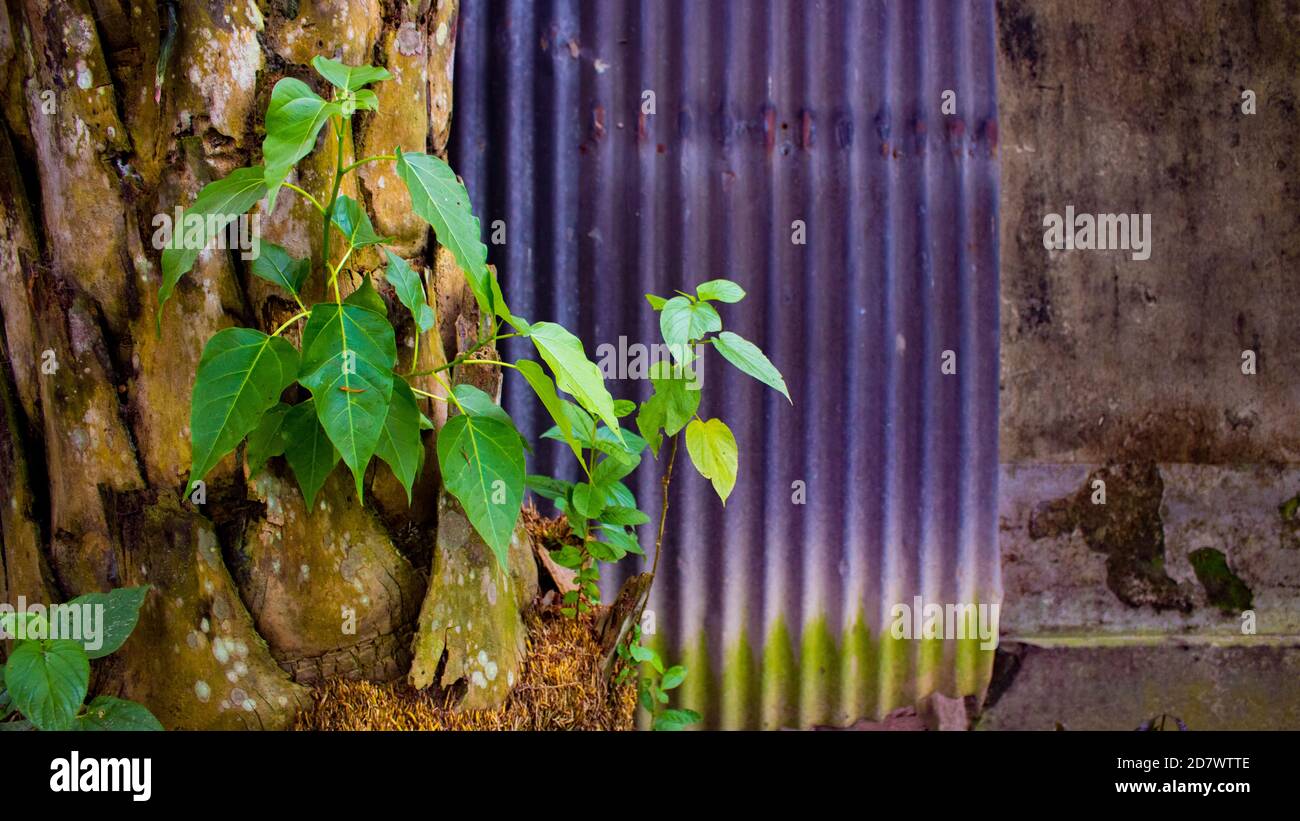 Picture of a beautiful old natural tree. Here nature blends in with nature. Growing one tree on top of another. Stock Photo