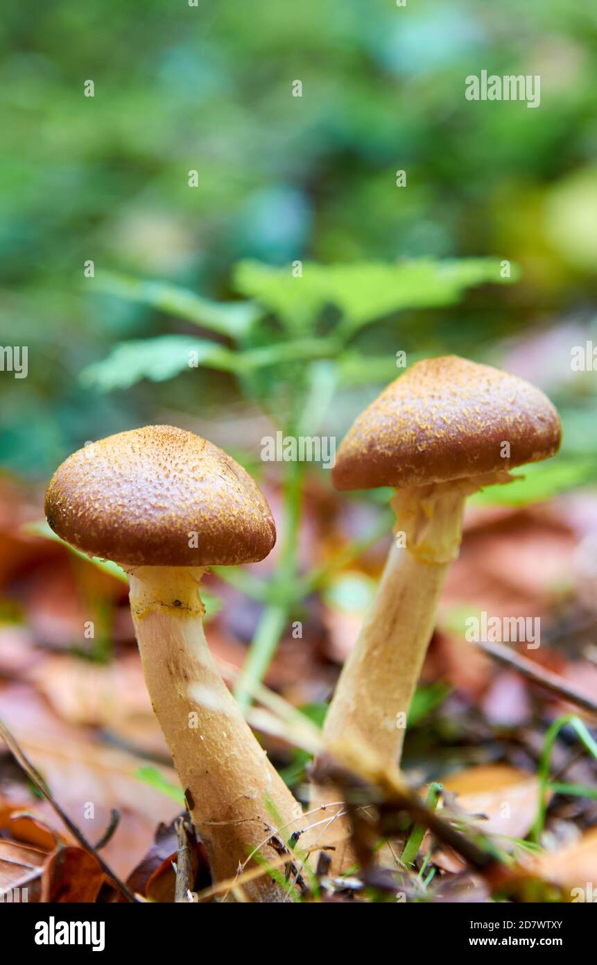 Two small brown mushrooms with hats grow on the ground between leaves Stock Photo