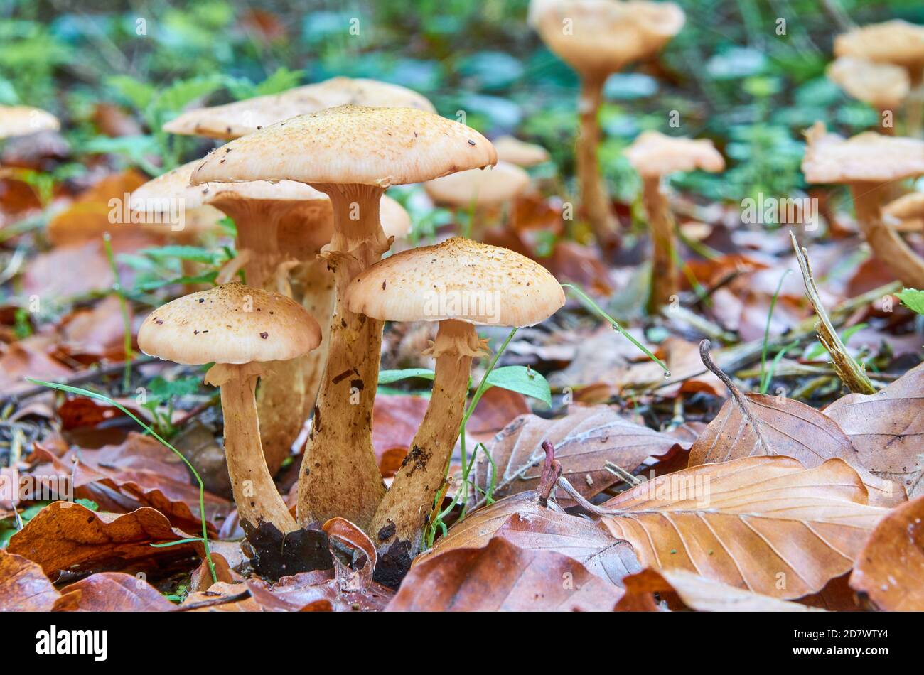 Brown mushrooms grow from the ground between fallen leaves Stock Photo