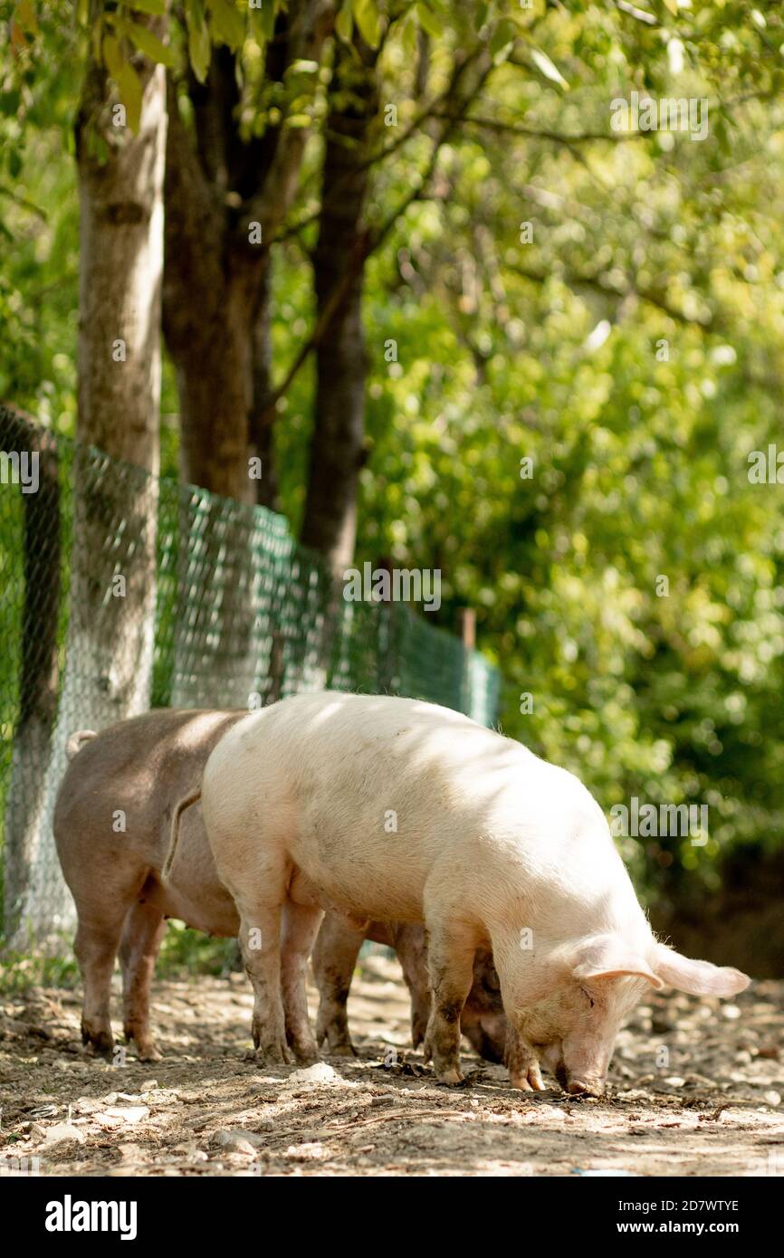 Group pigs animals farm walk hi-res stock photography and images - Alamy