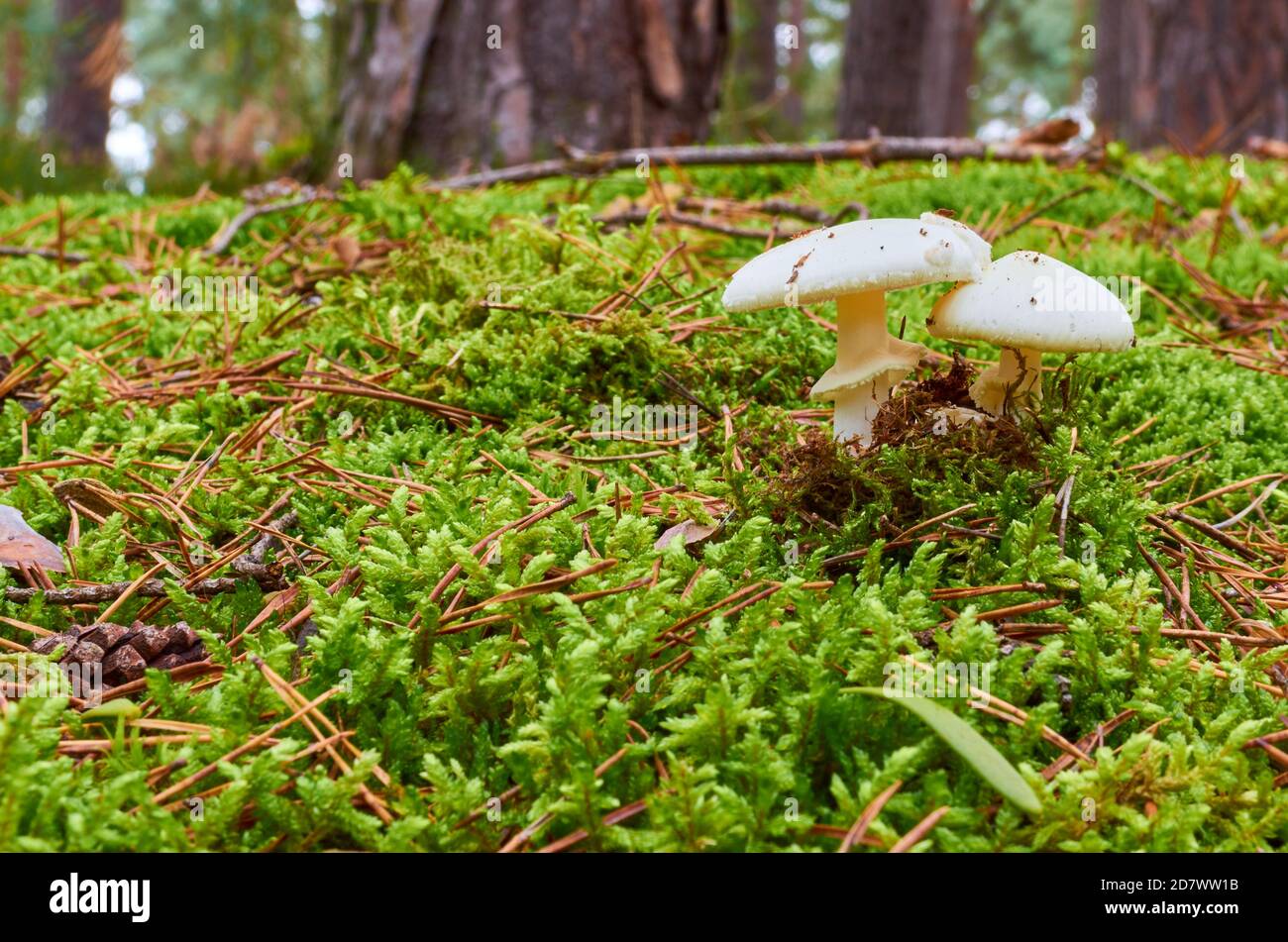 Two white mushrooms with hats grow between the moss on the ground Stock Photo