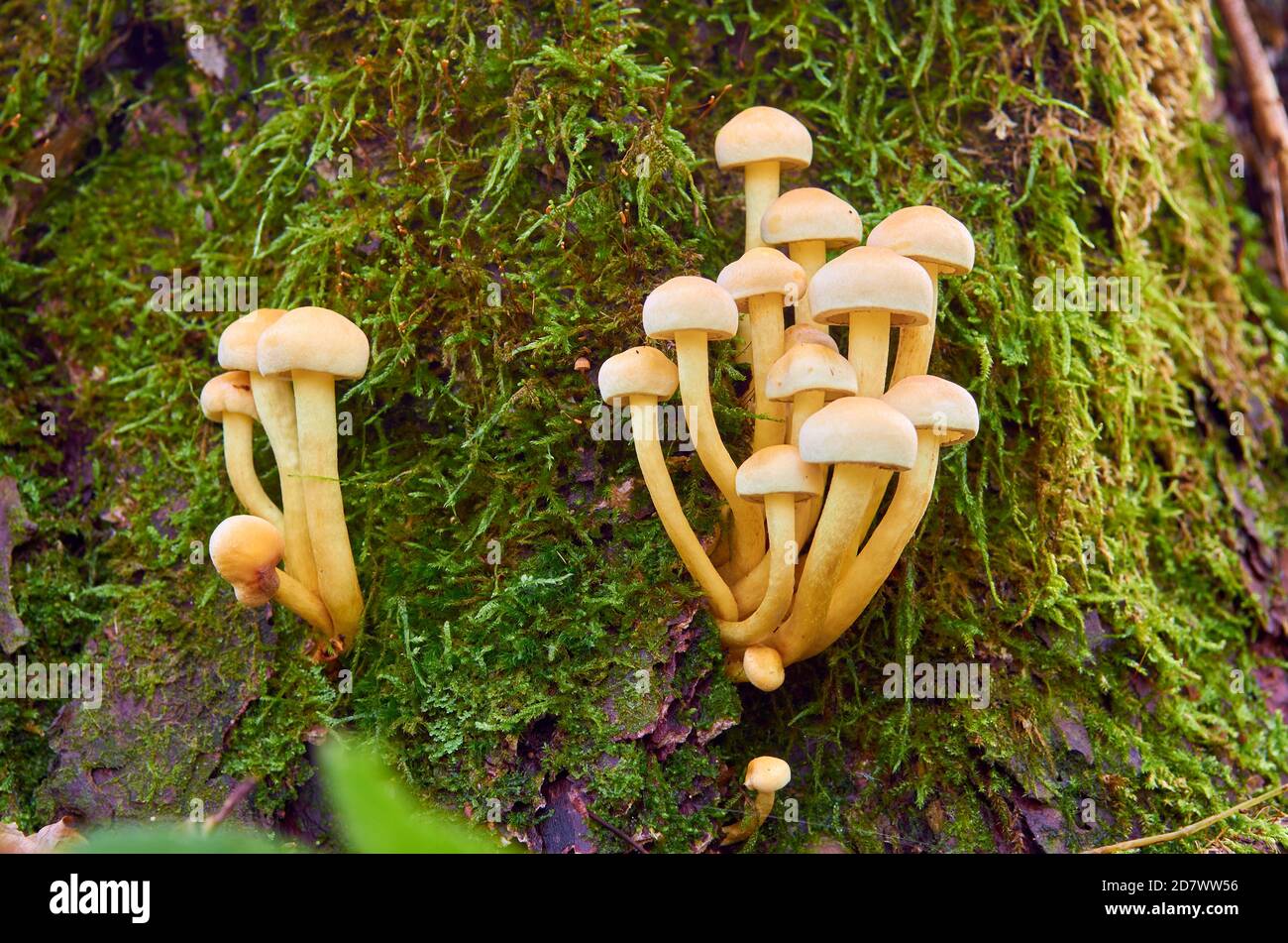 Yellow mushrooms with hats grow on a stump covered with moss Stock Photo