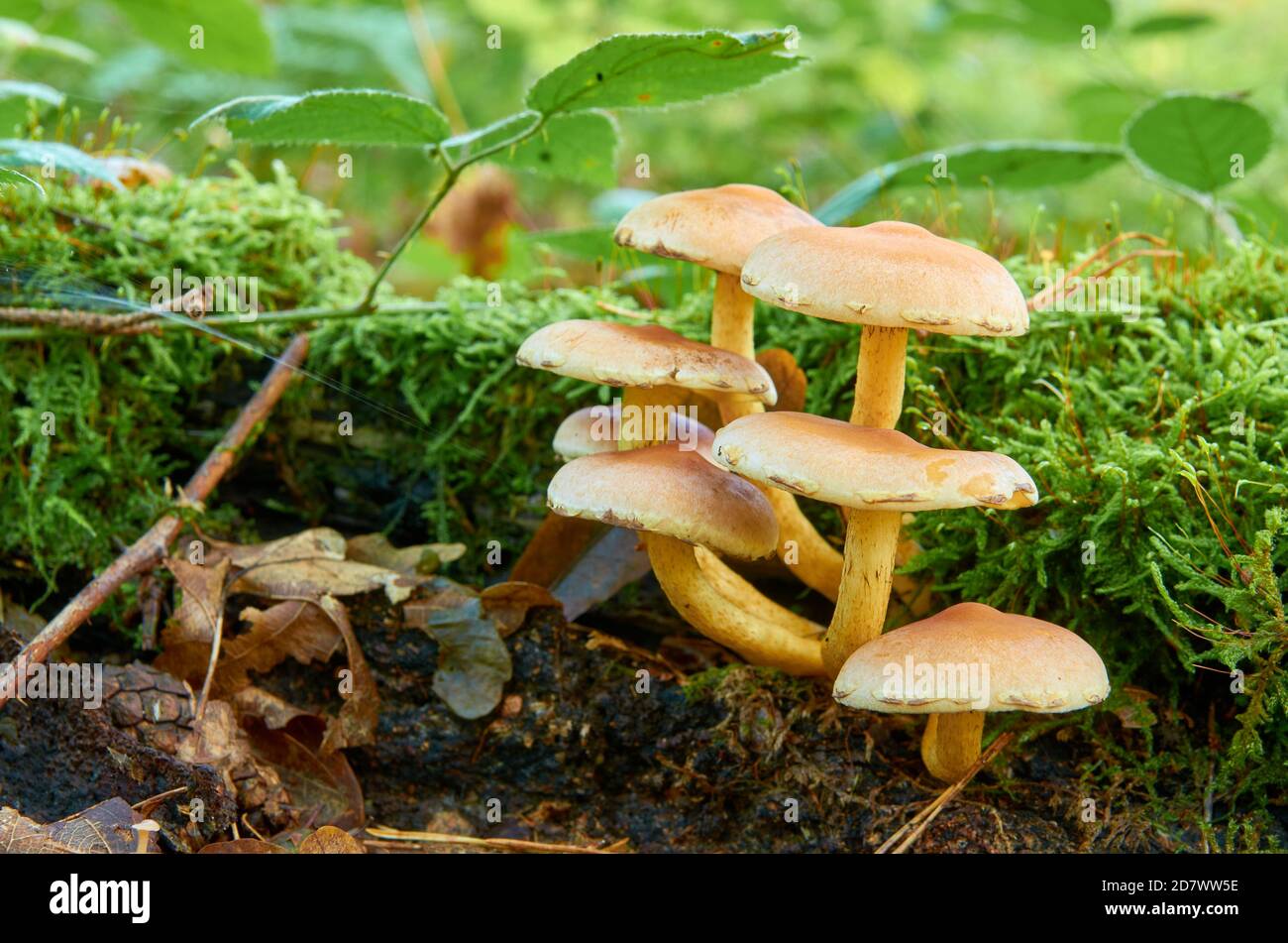 Yellow mushrooms in a hat grow on a tree stump Stock Photo