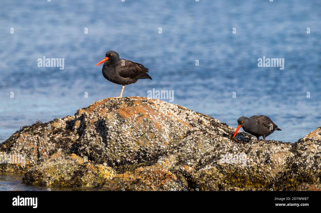 A black oyster catcher ' Haematopus bachmani ' looks for food in a tidal area in British Columbia Canada. Stock Photo