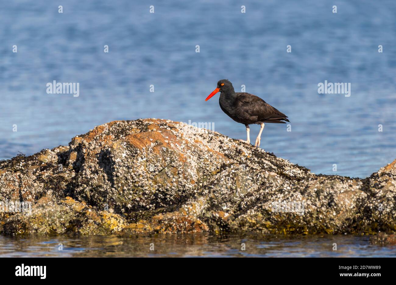 A black oyster catcher ' Haematopus bachmani ' looks for food in a tidal area in British Columbia Canada. Stock Photo