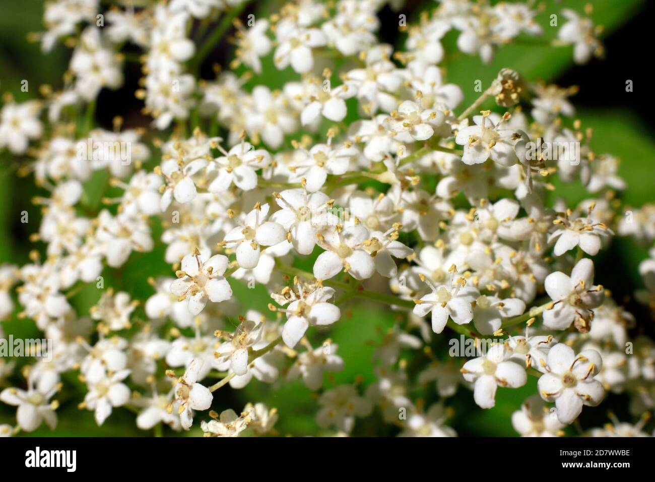 Nahaufnahme einer Holunderblüte (Sambucus nigra Stock Photo - Alamy