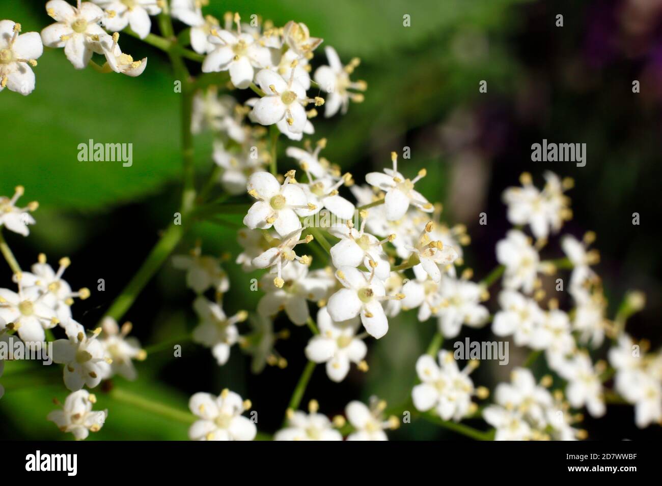 Nahaufnahme einer Holunderblüte (Sambucus nigra Stock Photo - Alamy