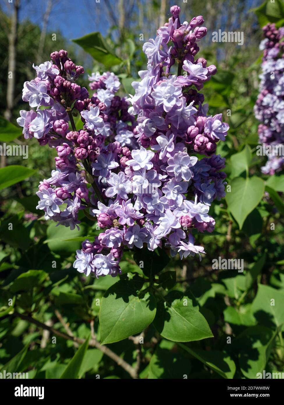 lila Blüten des Gemeiner Flieder oder Gewöhnlicher Flieder (Syringa vulgaris) Stock Photo