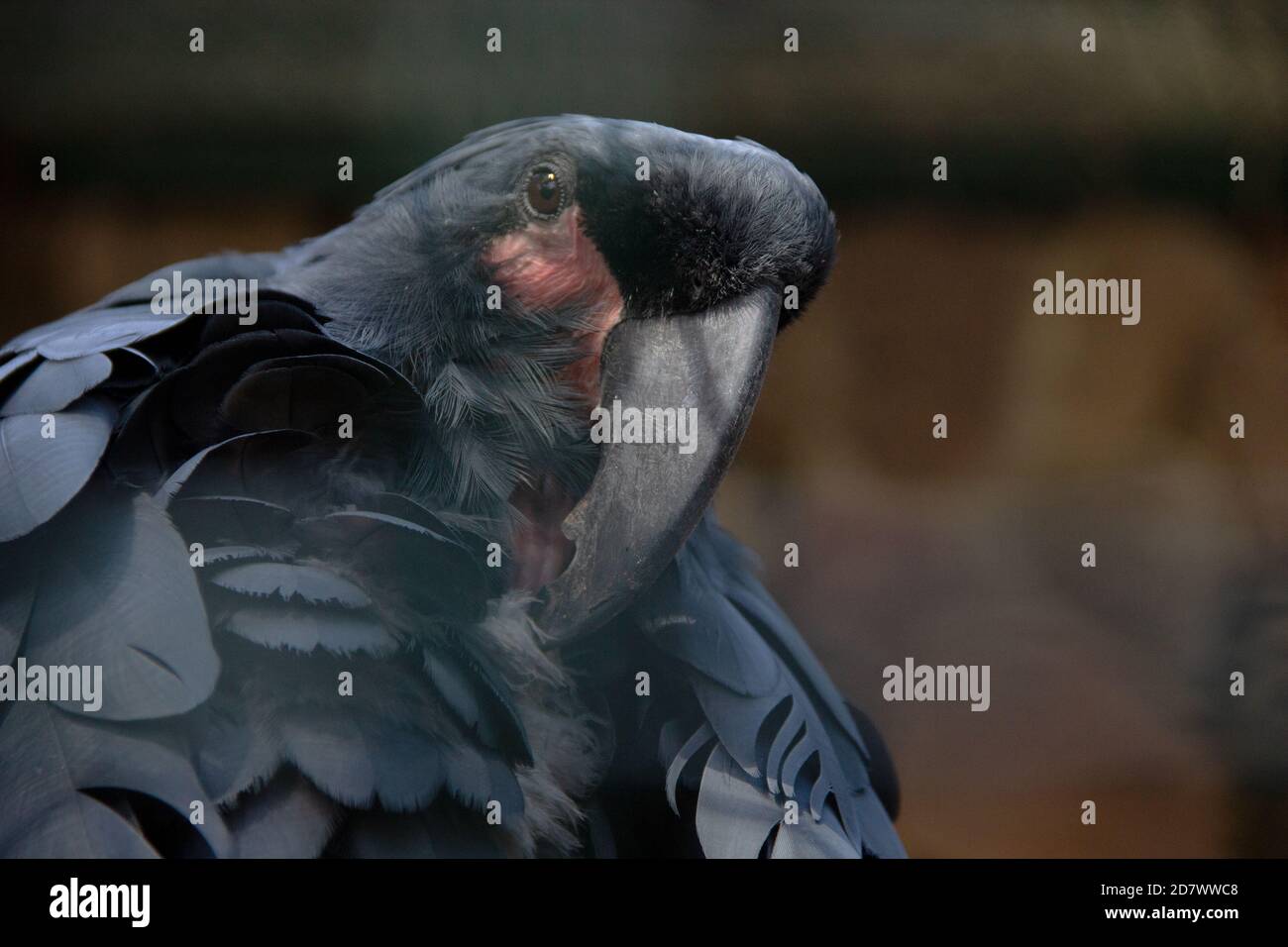 Front view of a palm cockatoo, Probosciger aterrimus, also known as the goliath cockatoo or great black cockatoo Stock Photo