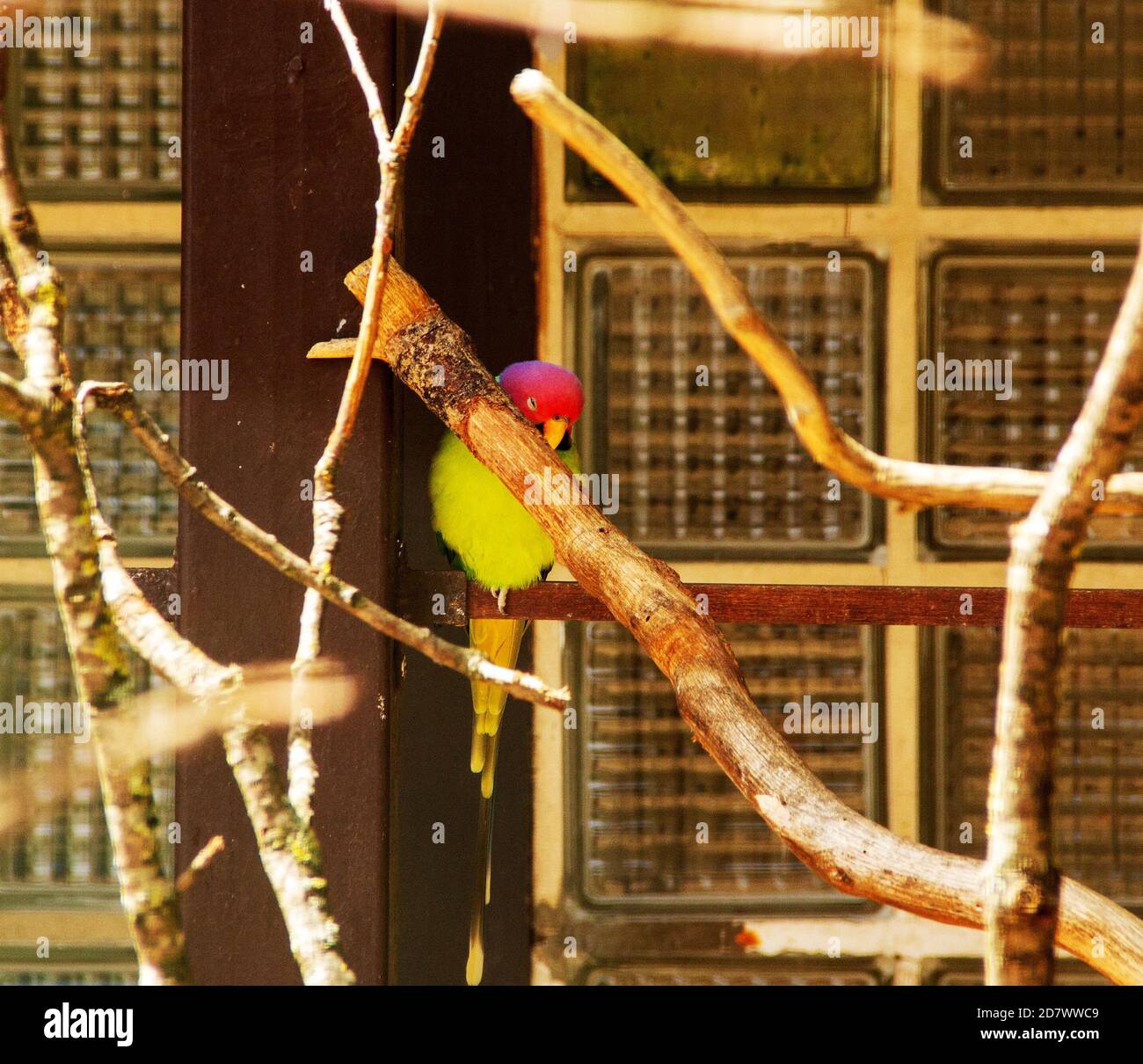 Image from a plum headed parakeet, Psittacula cyanocephala, is a parakeet in the family Psittacidae Stock Photo
