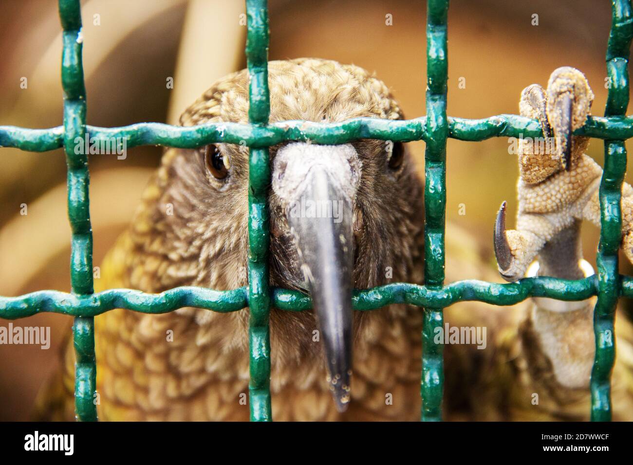 A kea sticks his beak through his cage, Nestor notabilis Stock Photo
