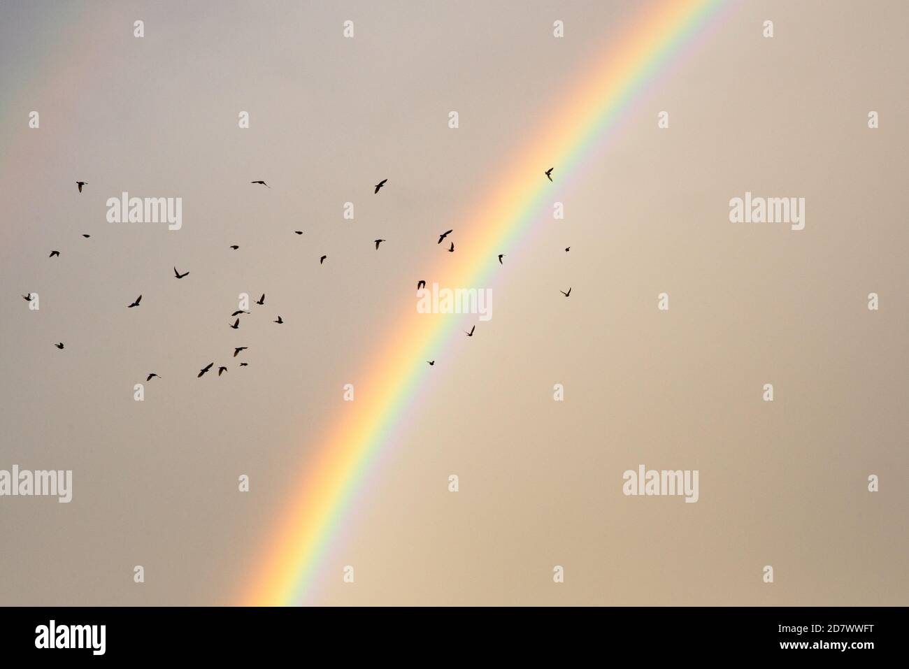 rainbow and birds in the sky Stock Photo - Alamy