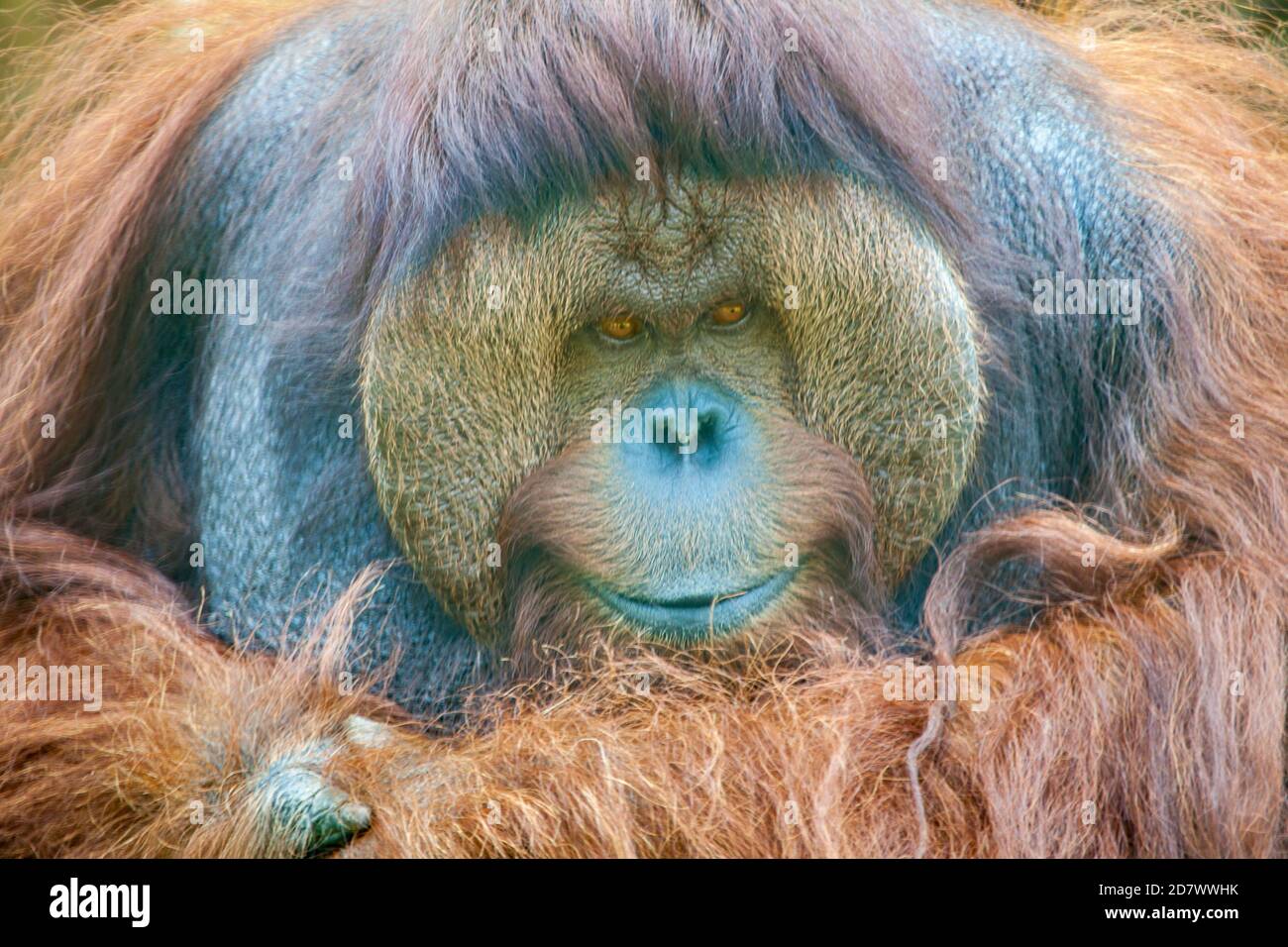 Orangutan, Pongo pygmaeus, adult male. Stock Photo