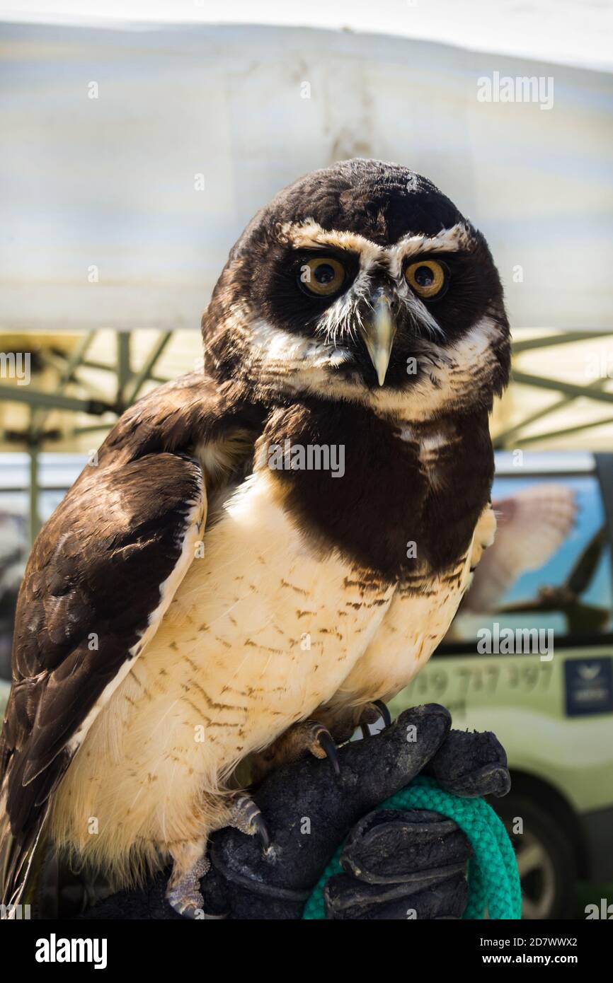 Spectacled owl displayed by a falconer from the Wild Wings Bird of Prey conservation centre in Risley, Cheshire. Pulsatrix perspicillata. Stock Photo