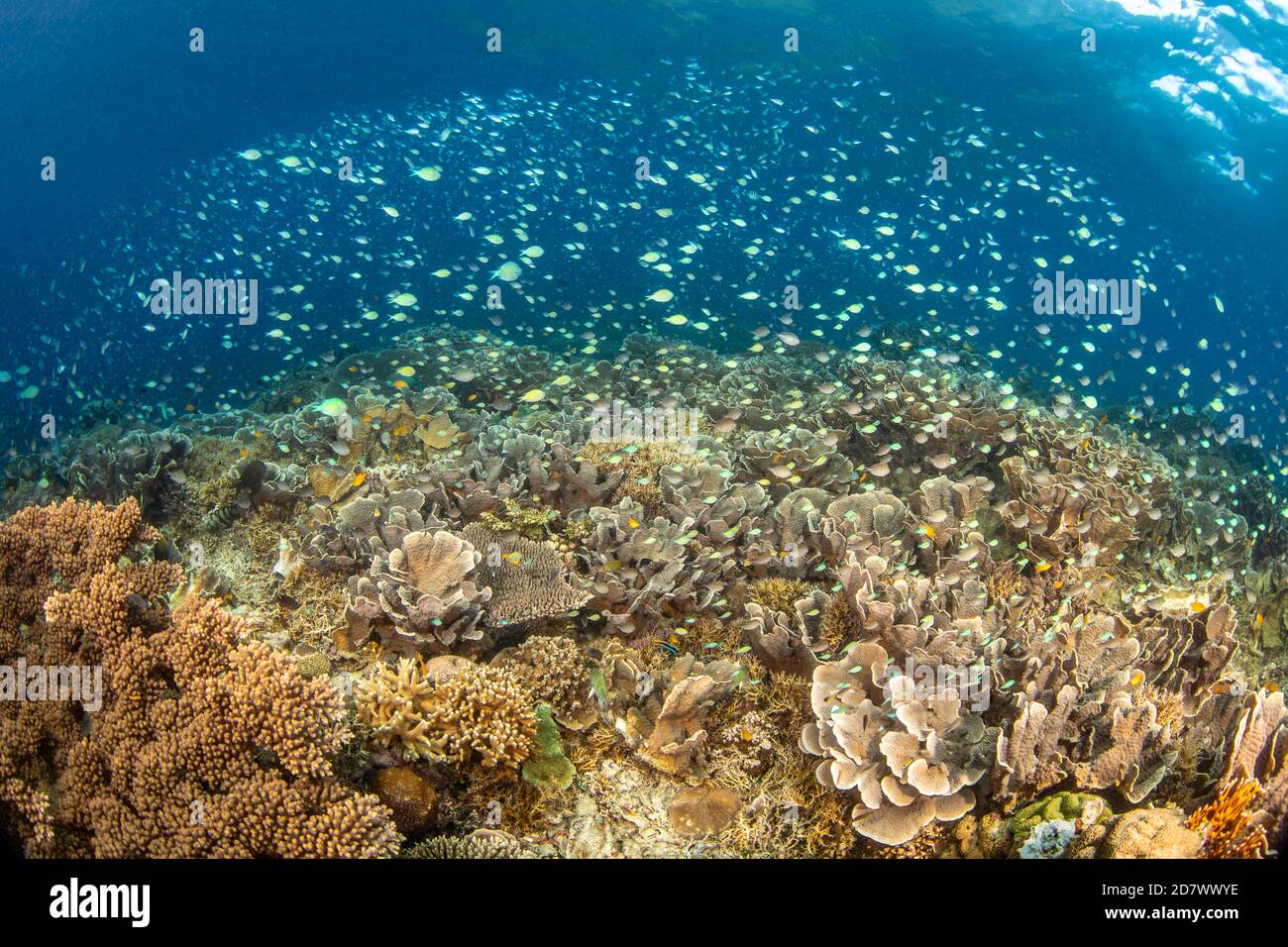 Vast hard corals and schooling chromis and damsels dominate this Philippine reef scene fed by morsels passing in the current. Stock Photo