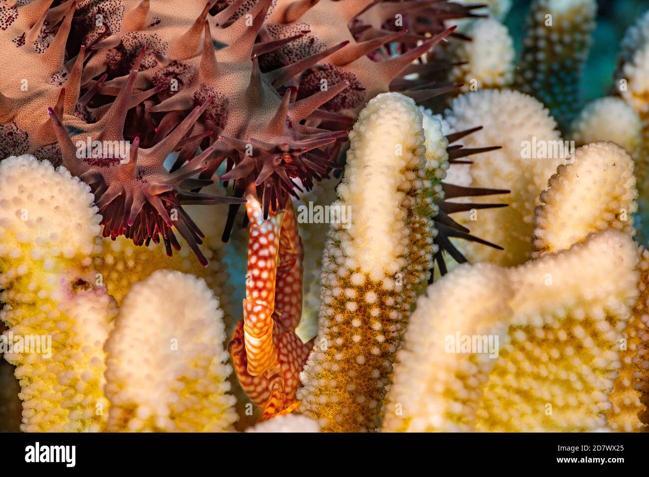 This yellow spotted guard crab, Trapezia flavopunctata, is pinching the tube feet of a crown-of-thorns sea star in defense of its antler coral, Pocill Stock Photo
