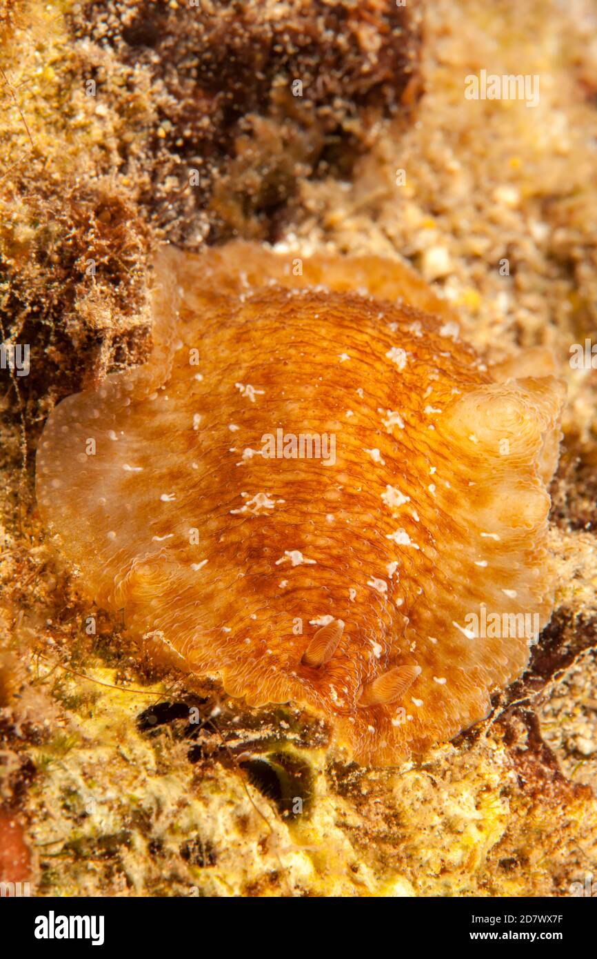 The white and brown nudibranch, Dendrodoris albobrunnea, is found in rocky areas around Hawaii and has been also referred to as Dendrodoris elongata. Stock Photo