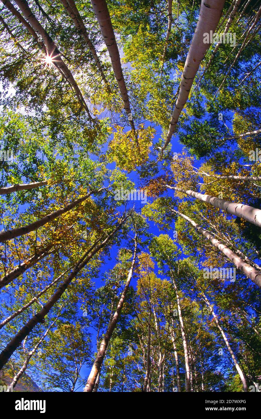 Fall trees on Mt. Washington, New Hampshire USA Stock Photo