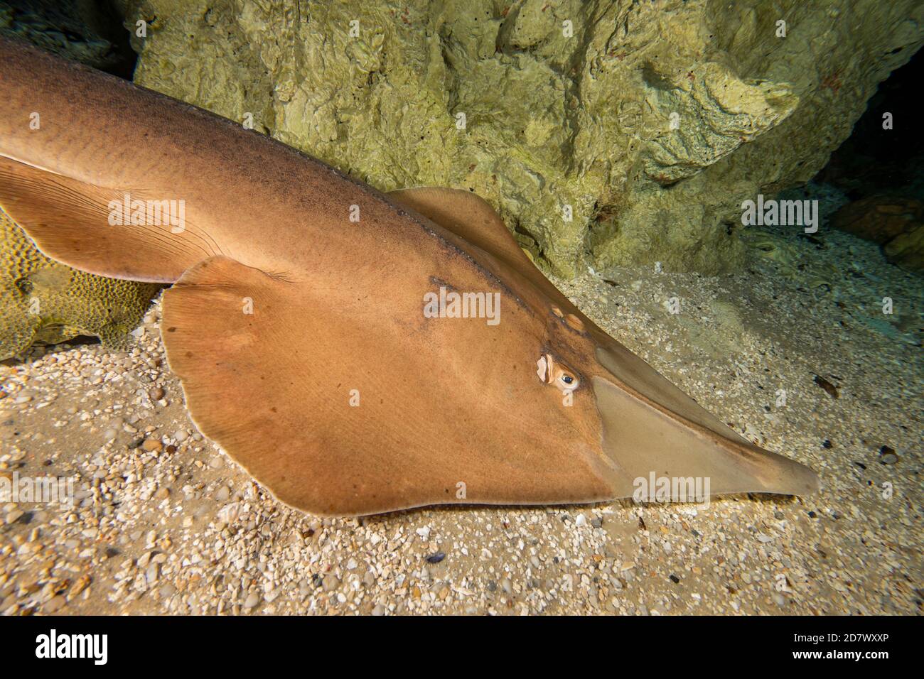 The common shovelnose ray, Glaucostegus typus, is also known as the giant shovelnose ray, Great Northern Shovelnose or giant guitarfish, Indonesia. Th Stock Photo