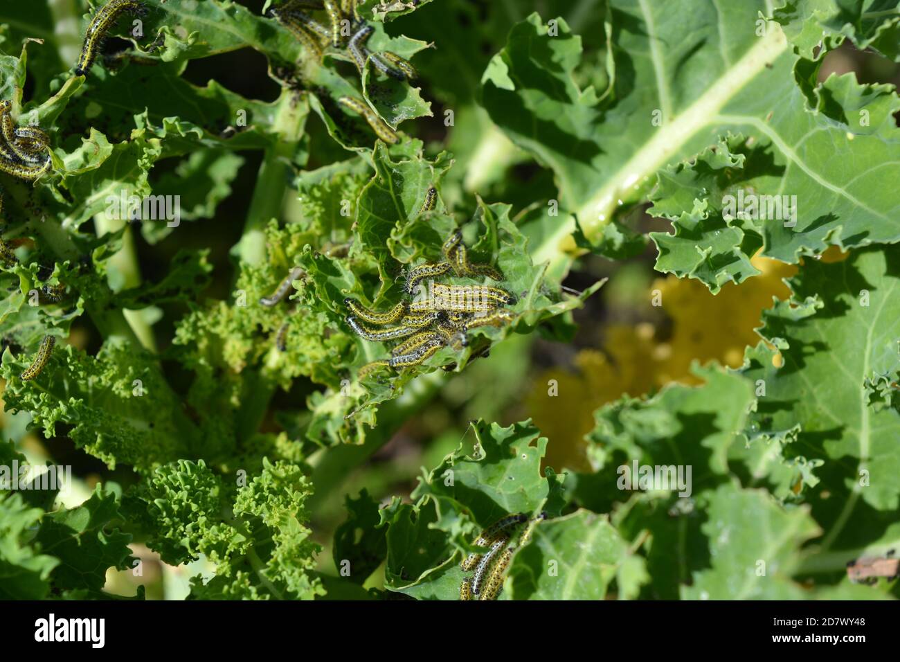 Cabbage White butterfly caterpillar infestation on curly kale in a vegetable patch Stock Photo