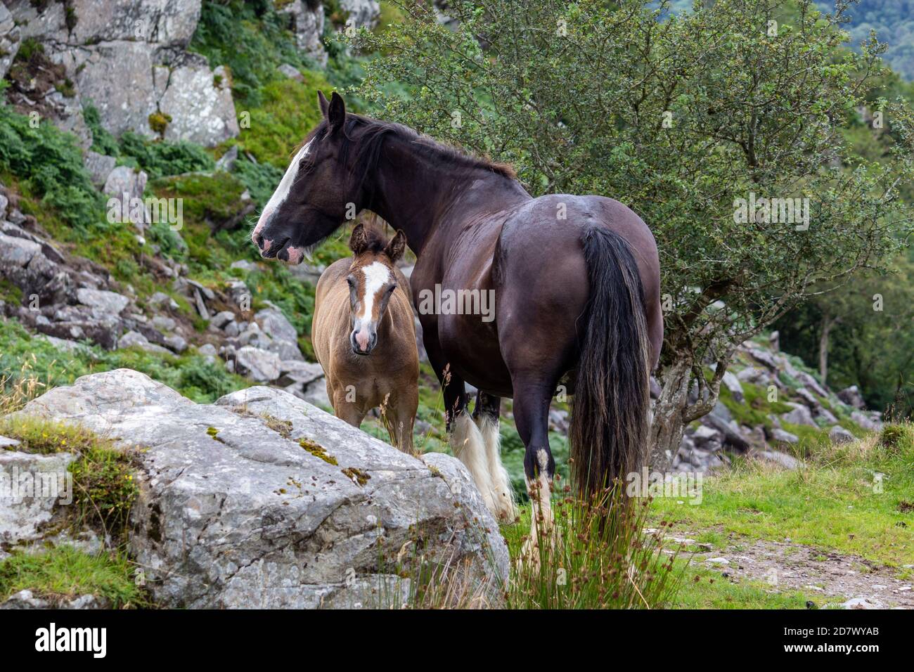 Mare and Foal on Stoney, Green Hillside in the Countryside Stock Photo