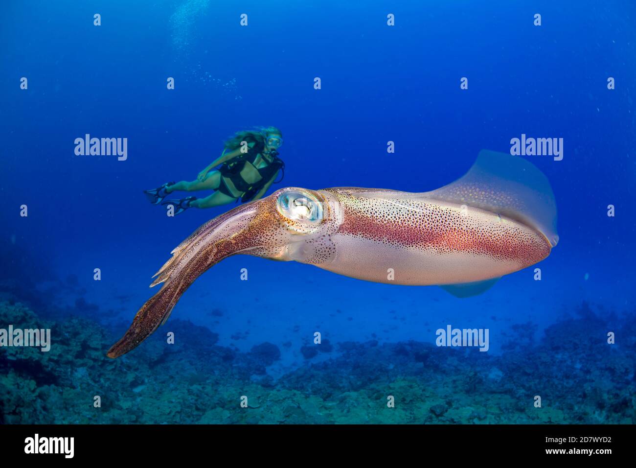 The oval squid, Sepioteuthis lessoniana can reach 14 inches in length.  Photographed off the island of Yap, Micronesia. The diver is model released. Stock Photo
