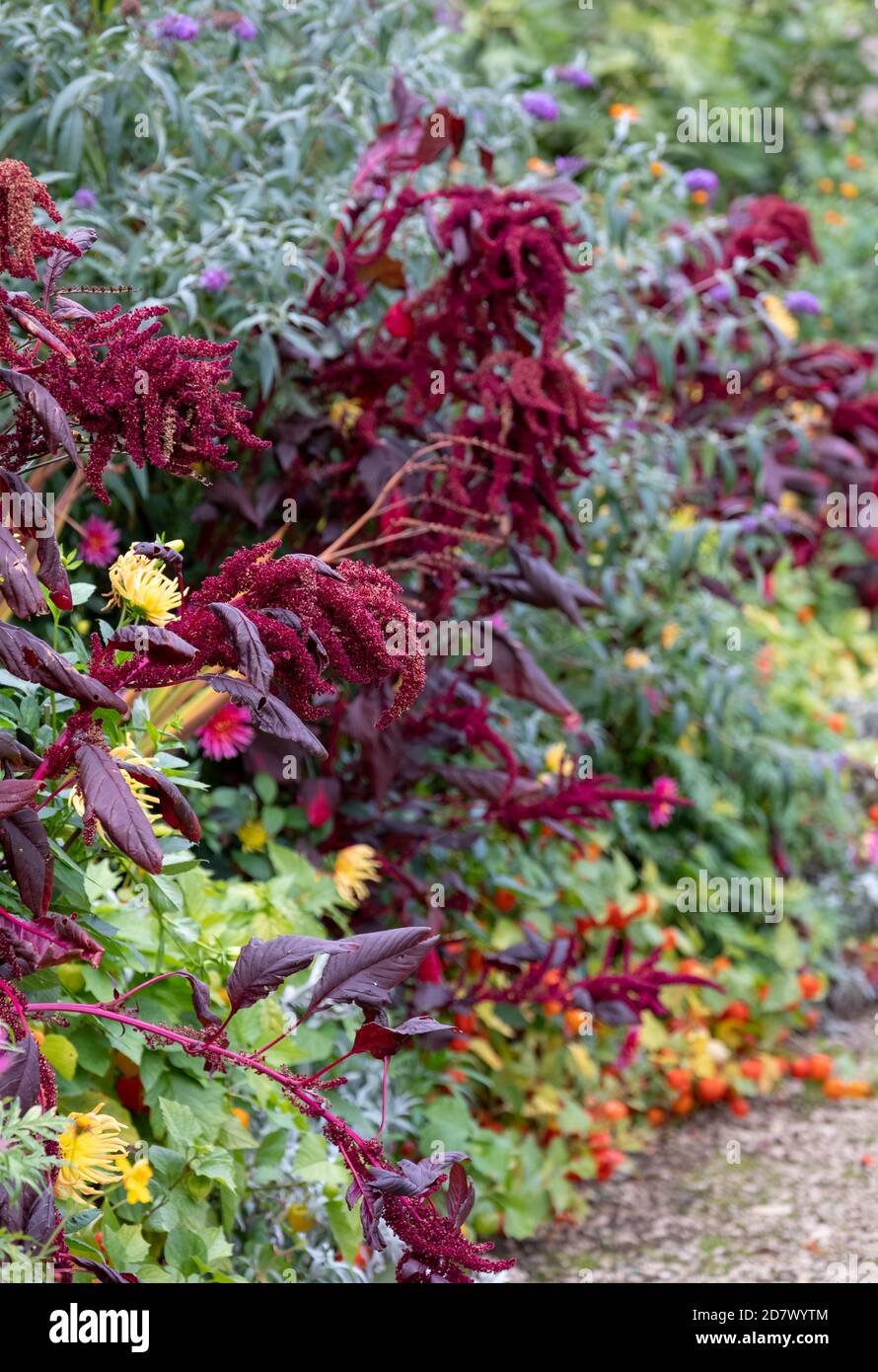Stunning amaranth plant in flower in autumn. Flowers are a deep purple