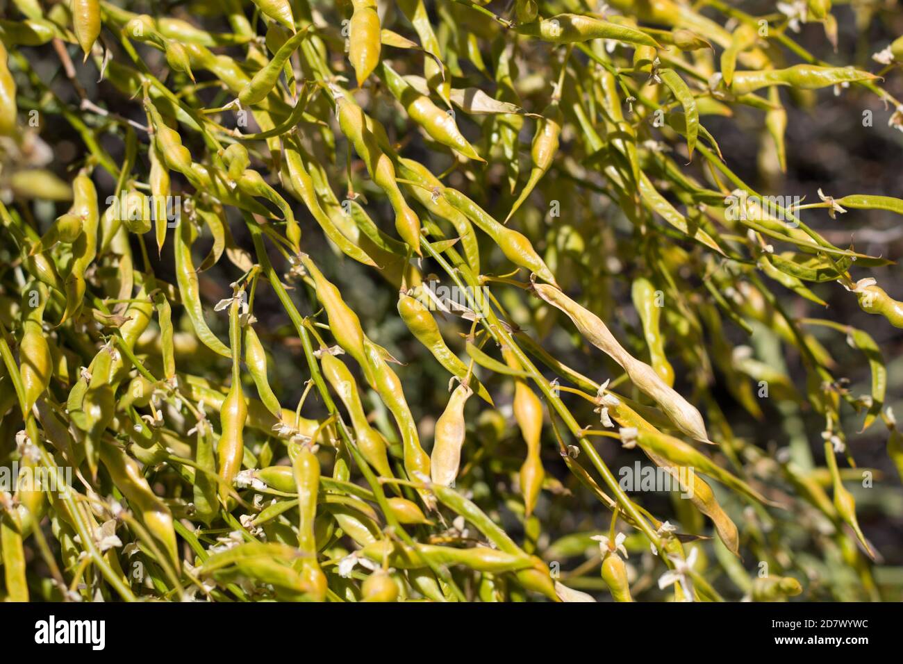 Yellow green mature dehiscent legume fruit, Desert Yellowspine, Senna Armata, Fabaceae, native shrub, Twentynine Palms, South Mojave Desert, Summer. Stock Photo