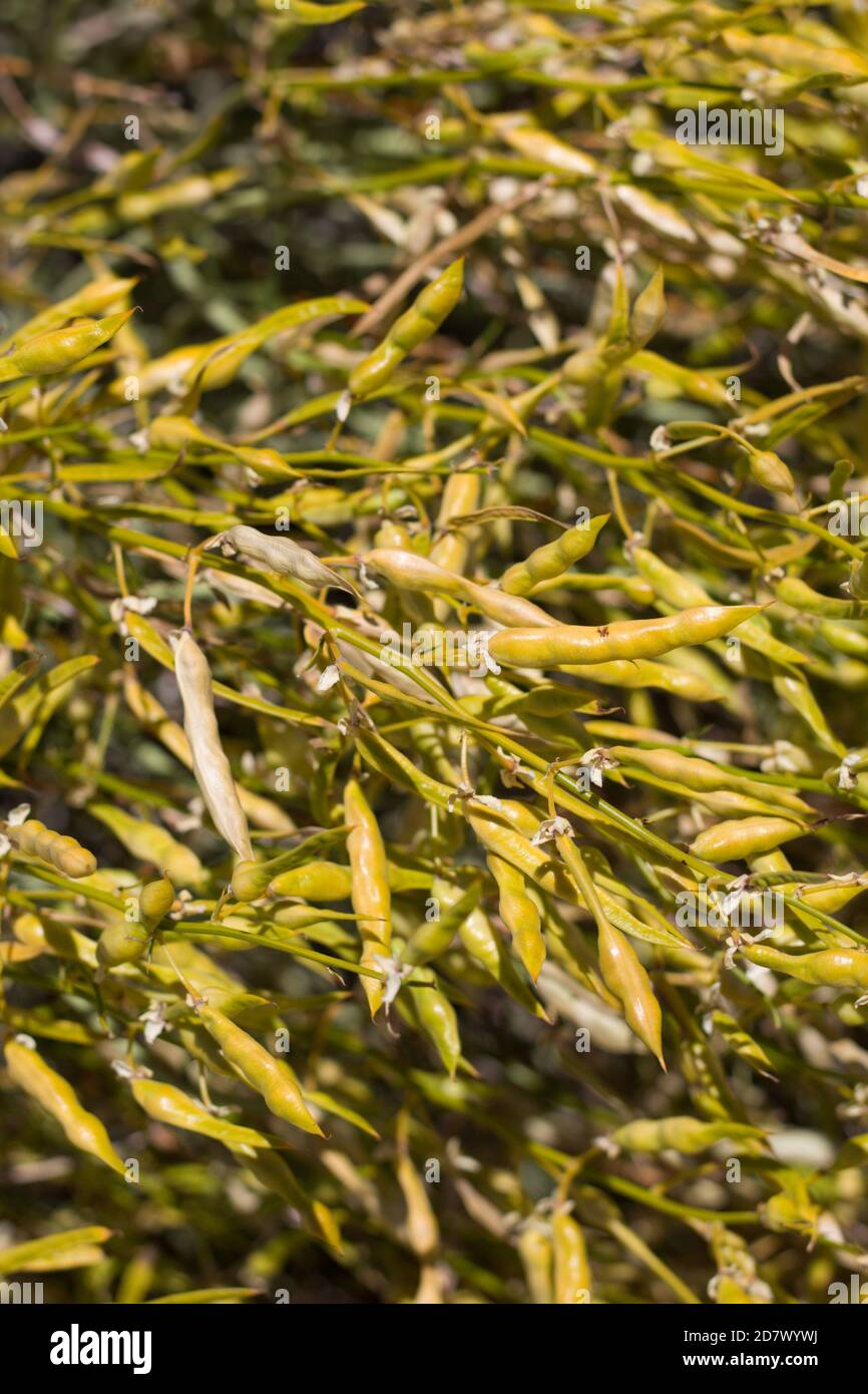 Yellow green mature dehiscent legume fruit, Desert Yellowspine, Senna Armata, Fabaceae, native shrub, Twentynine Palms, South Mojave Desert, Summer. Stock Photo