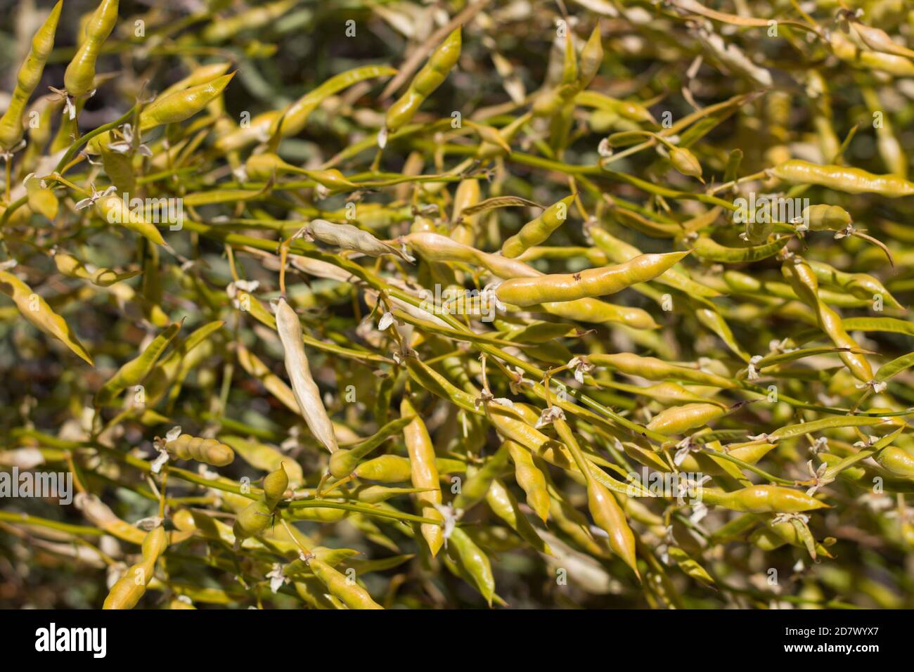 Yellow green mature dehiscent legume fruit, Desert Yellowspine, Senna Armata, Fabaceae, native shrub, Twentynine Palms, South Mojave Desert, Summer. Stock Photo