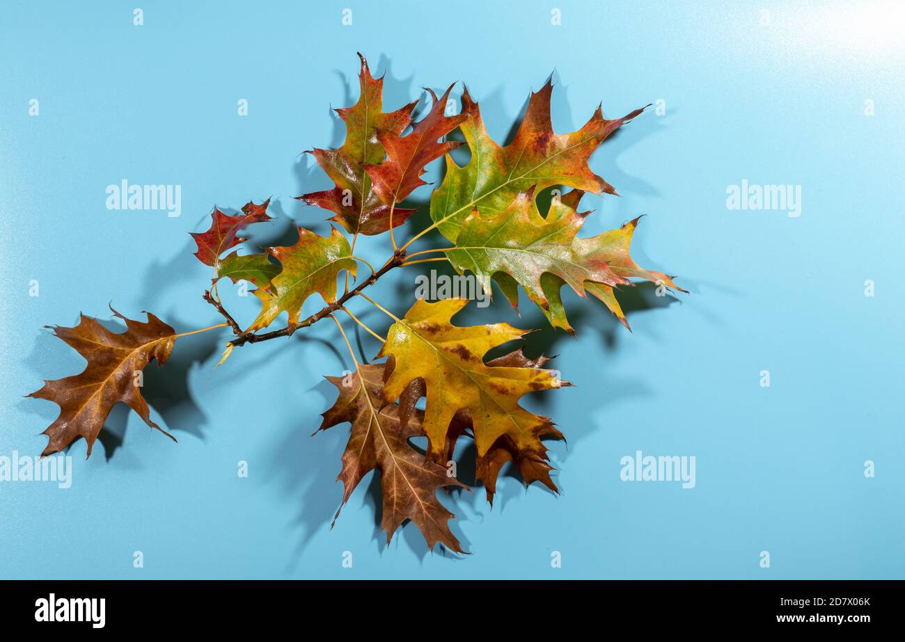 Set of golden oak leaves hi-res stock photography and images - Alamy