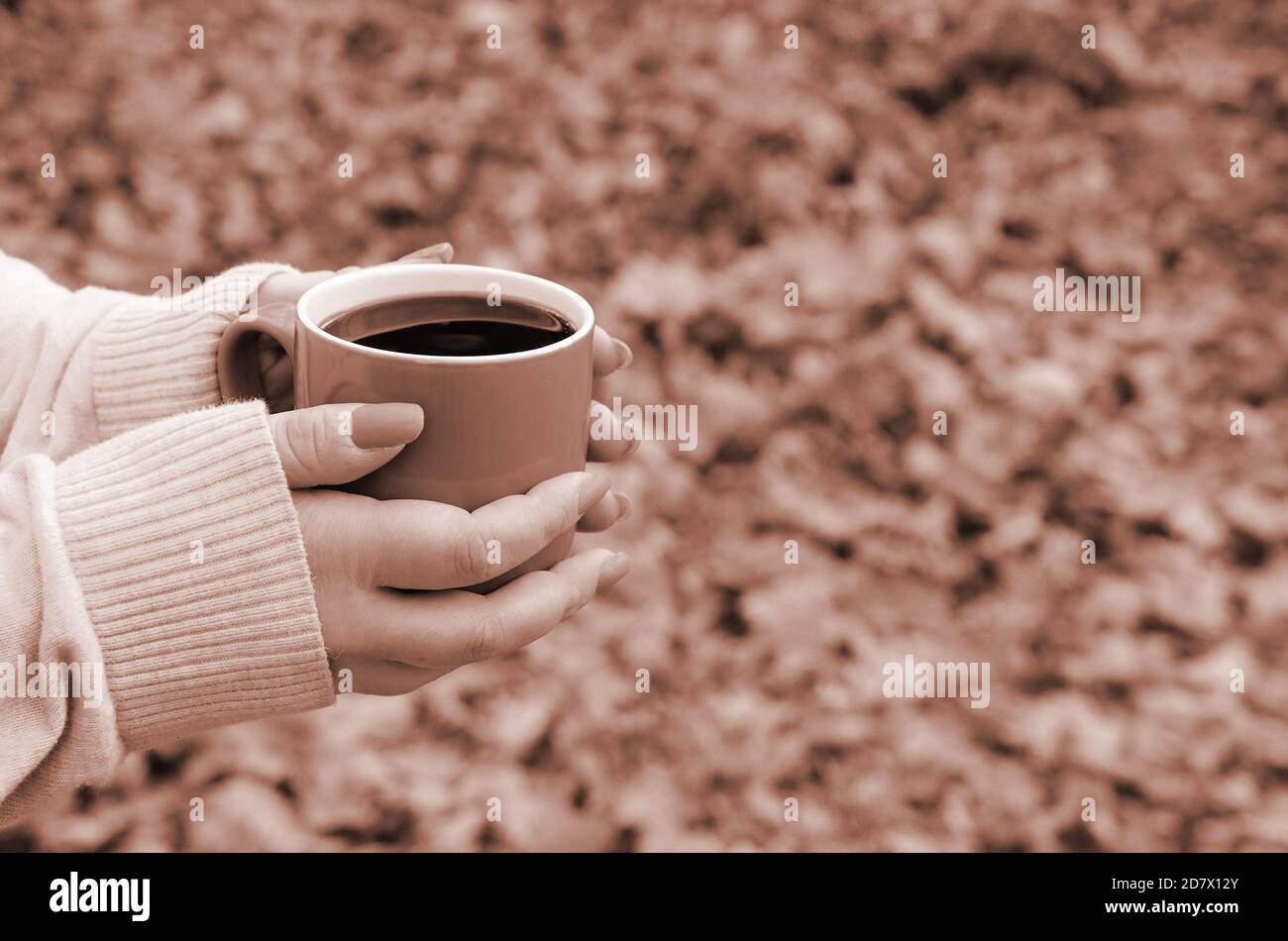 Woman wearing white sweater in their hands holding a big coffee cup in ...