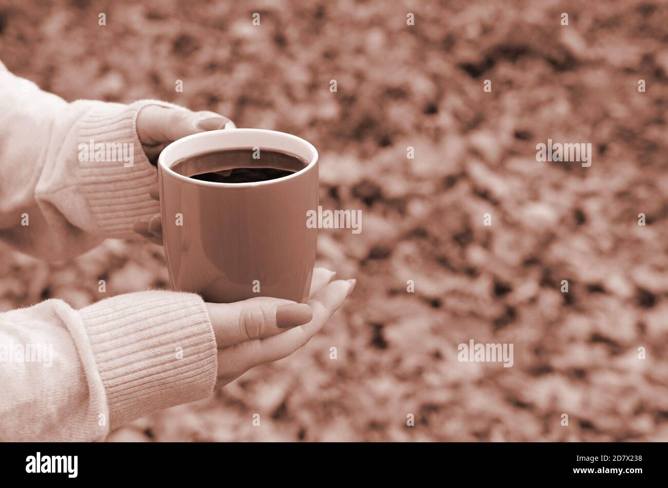 Woman wearing white sweater in their hands holding a big coffee cup in ...
