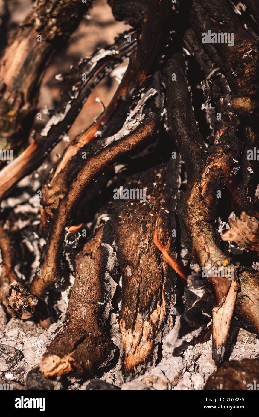 Flammable bark hires stock photography and images Alamy