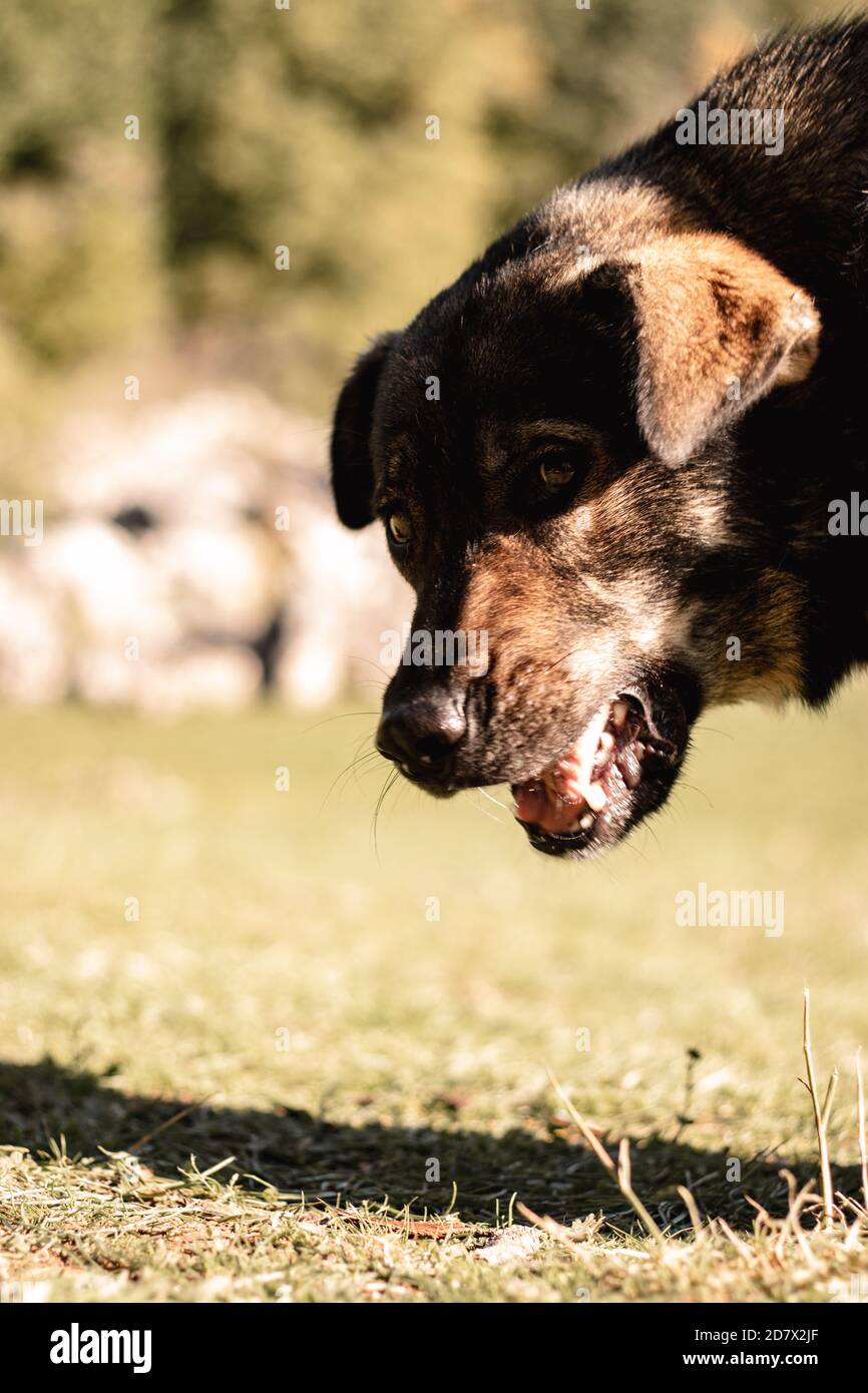 Close Up Of A Brown Stray Dogs Head Mouth Open While Its Looking At The Camera With One Eye Stock Photo Alamy