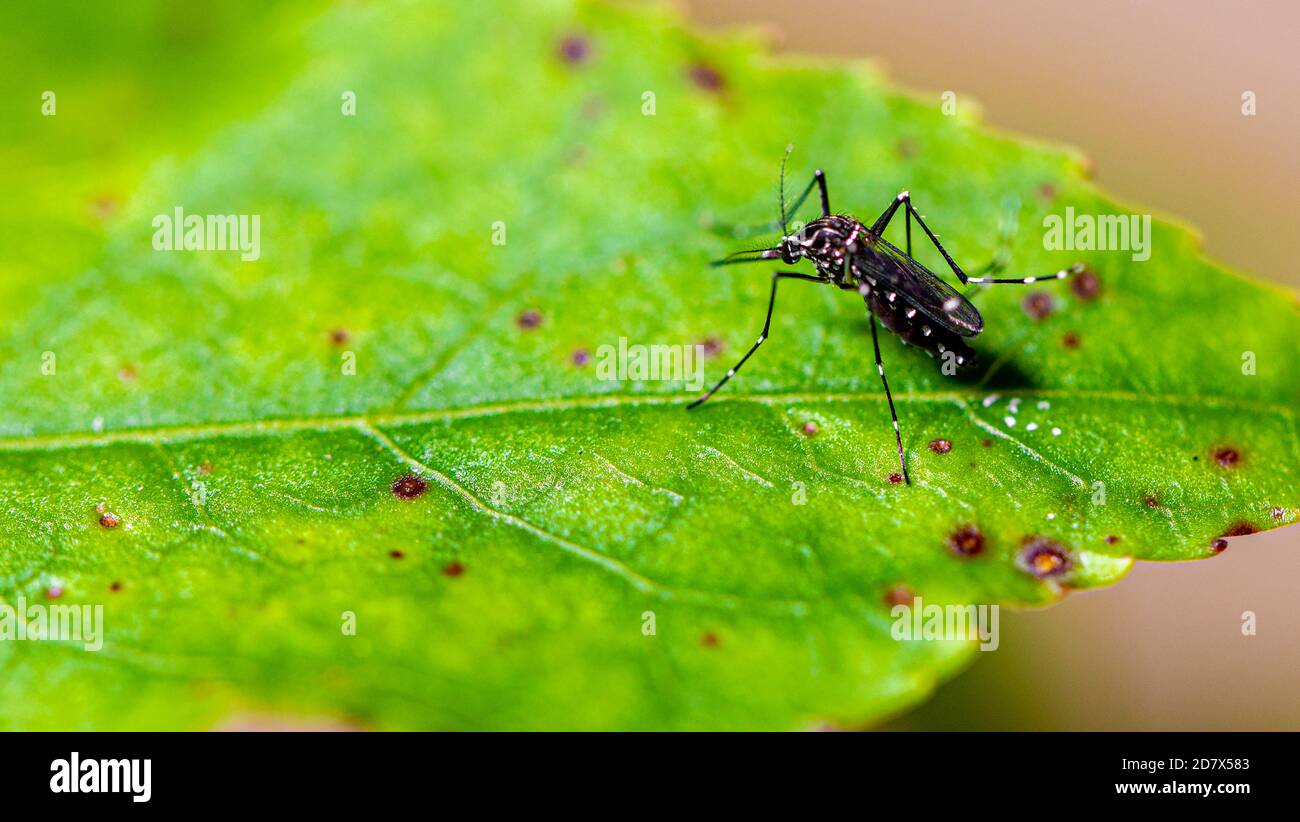 Aedes aegypti mosquito pernilongo with white spots and green leaf Stock Photo Alamy