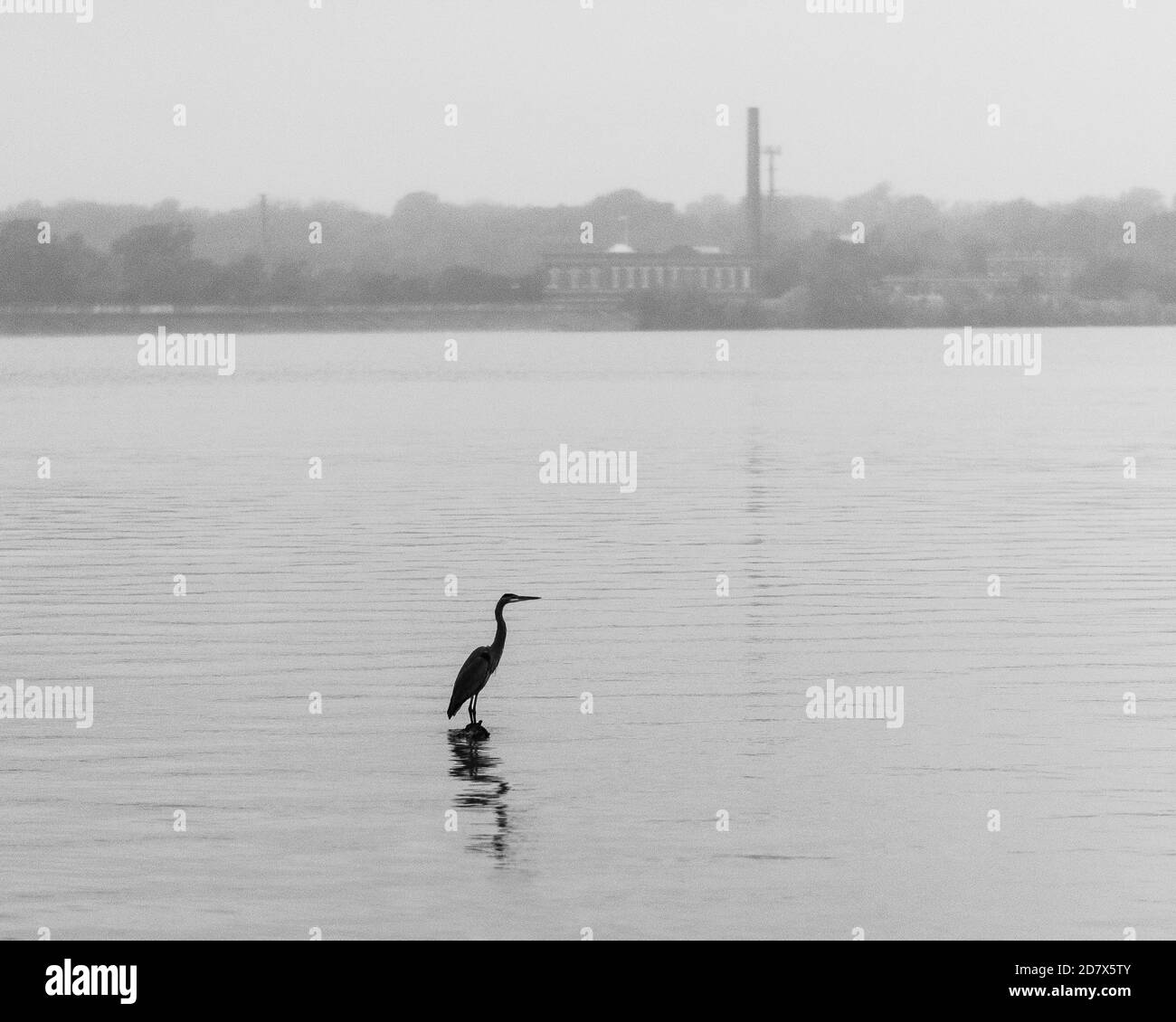 Waterfowl urban wildlife Black and White Stock Photos & Images - Alamy