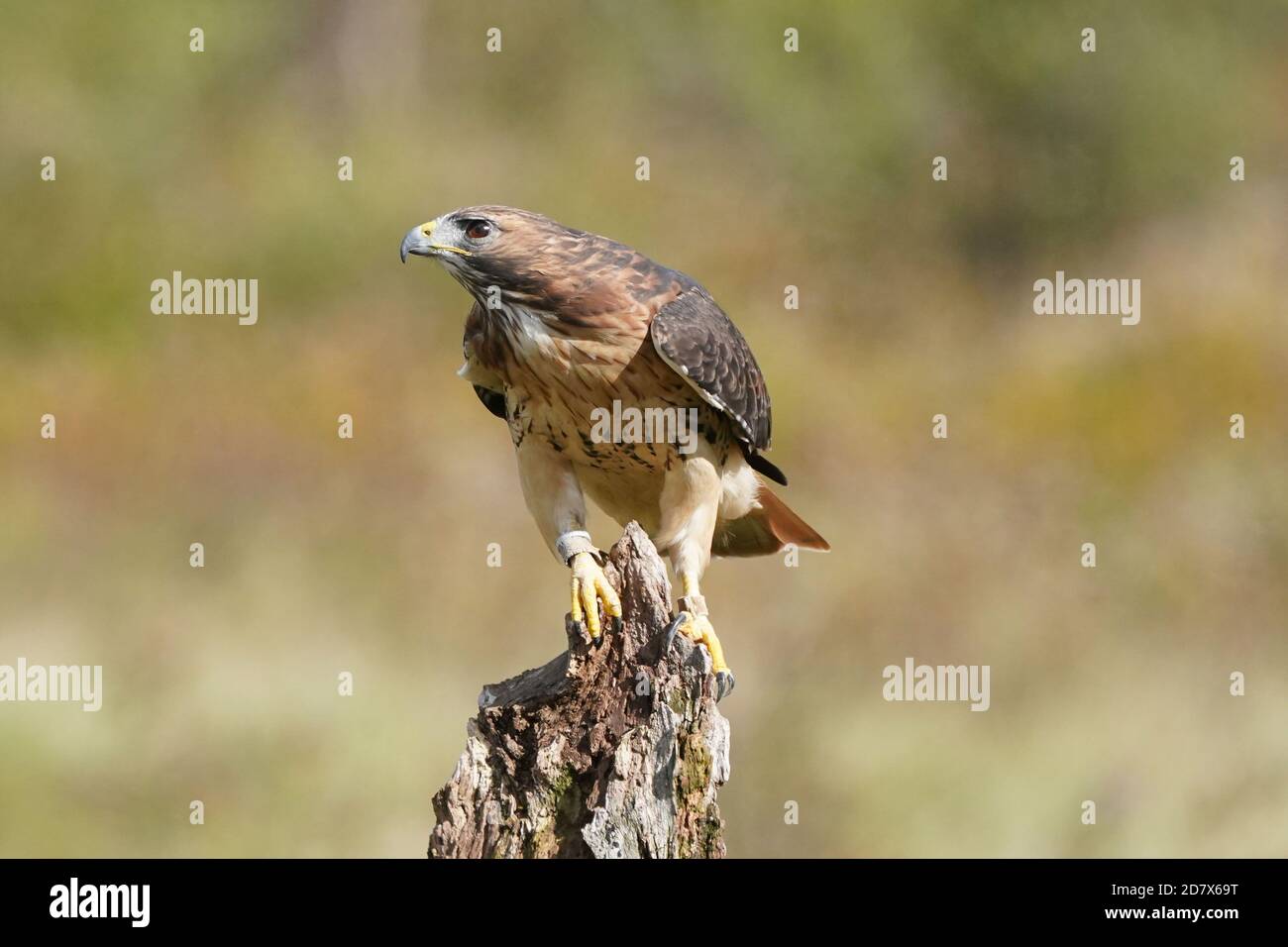 Red Tailed hawk perching and flying Stock Photo - Alamy