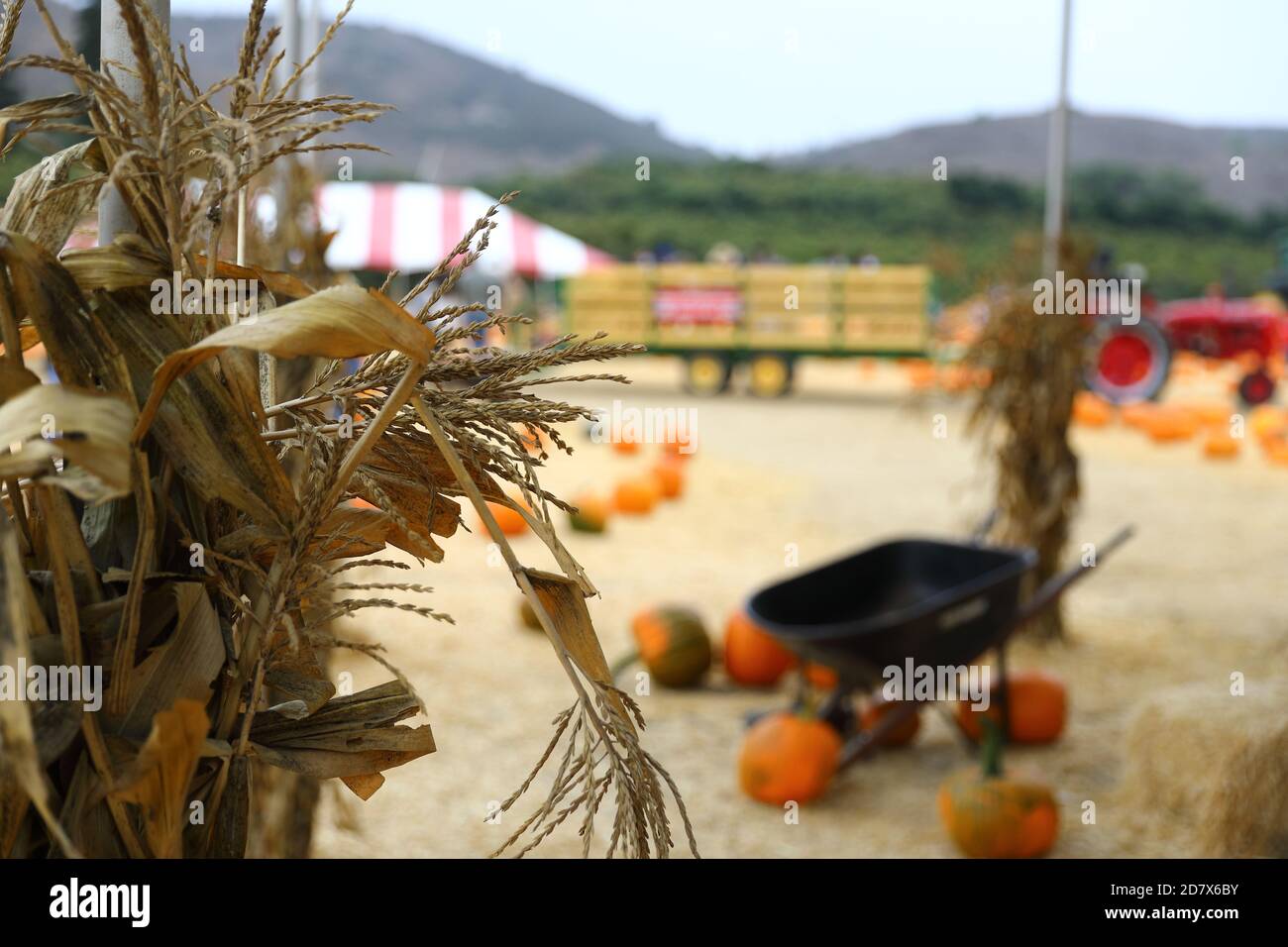 Underwood Farms Fall Festival Pumpkins 2020 Stock Photo