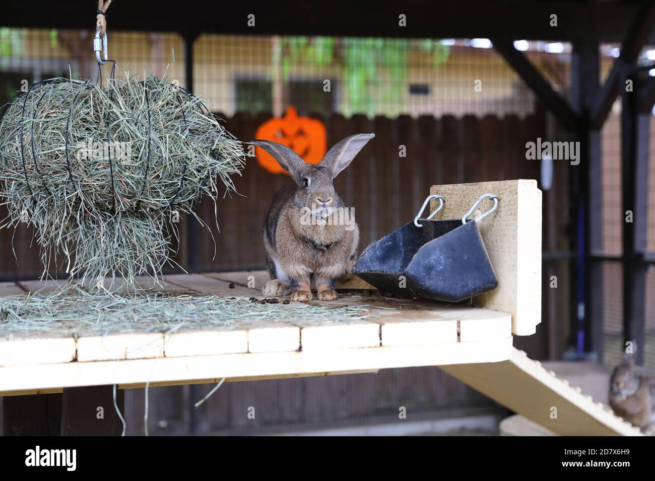 Flemish giant rabbit hi-res stock photography and images - Alamy