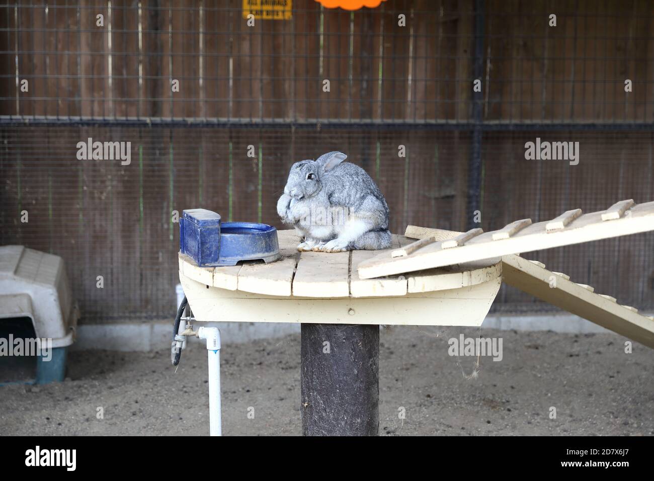 Flemish giant rabbit yellow hi-res stock photography and images - Alamy